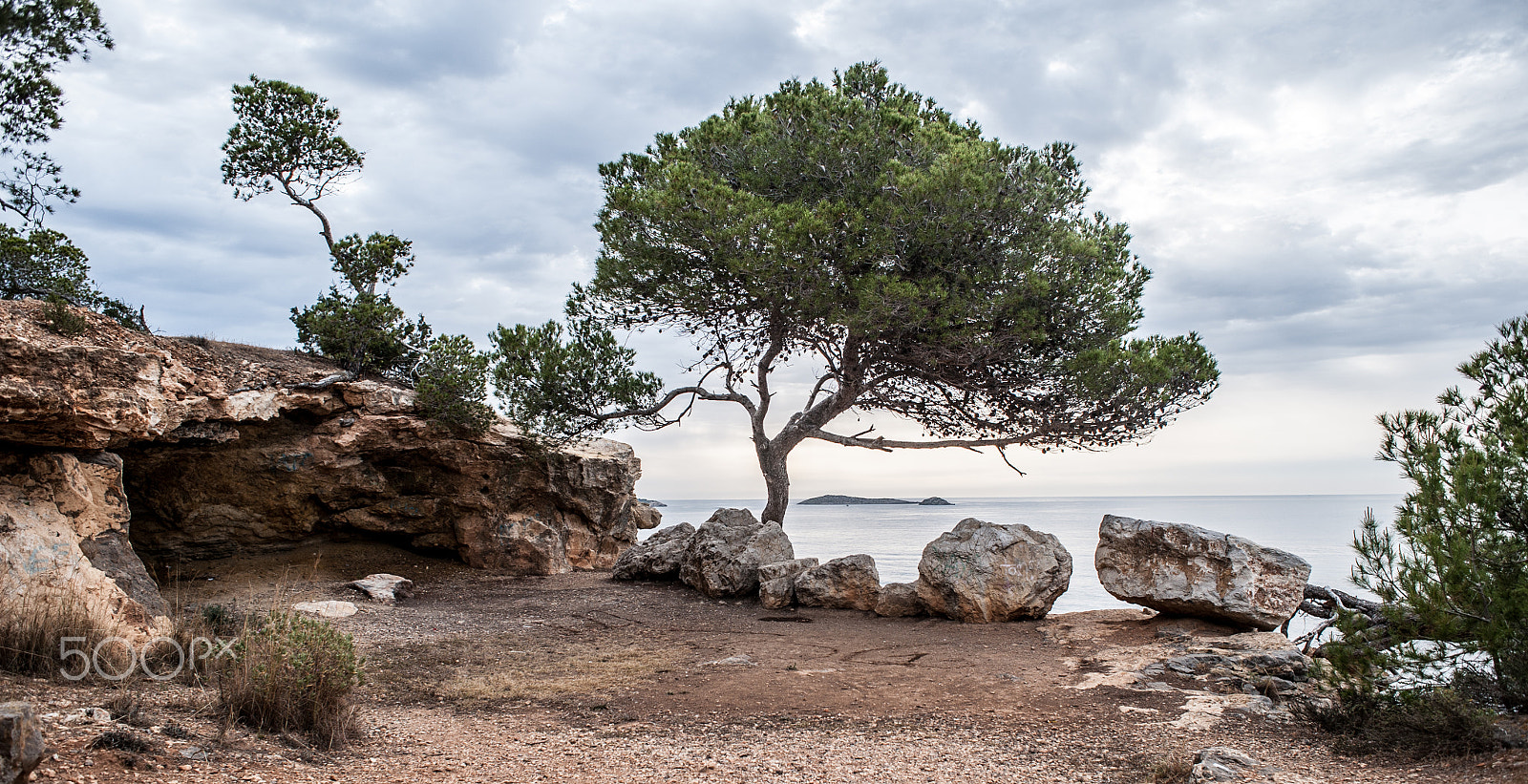 Nikon D3 + AF Nikkor 24mm f/2.8 sample photo. Tree on ibiza.jpg photography