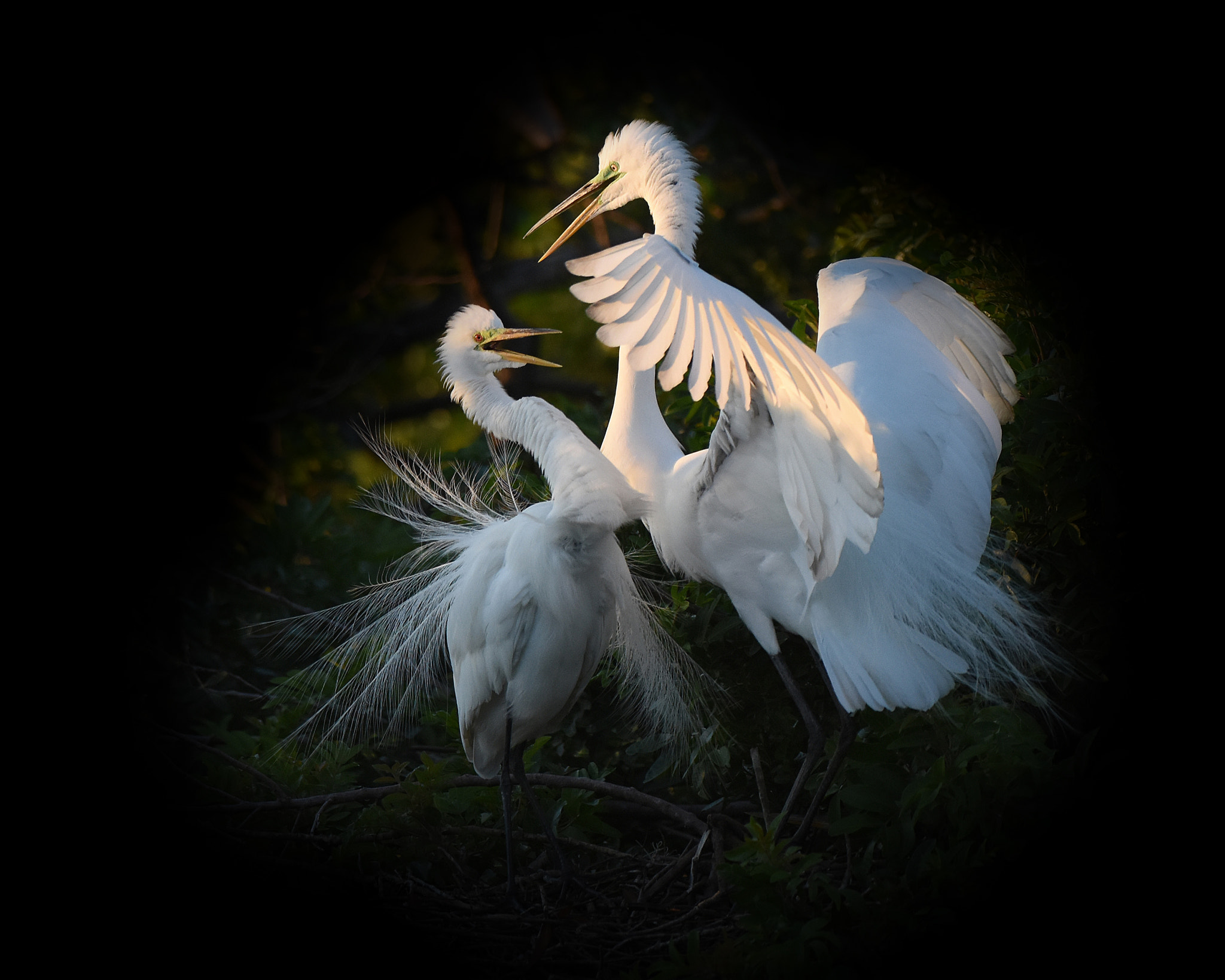 Nikon AF-S Nikkor 200-400mm F4G ED-IF VR sample photo. The dance of love photography