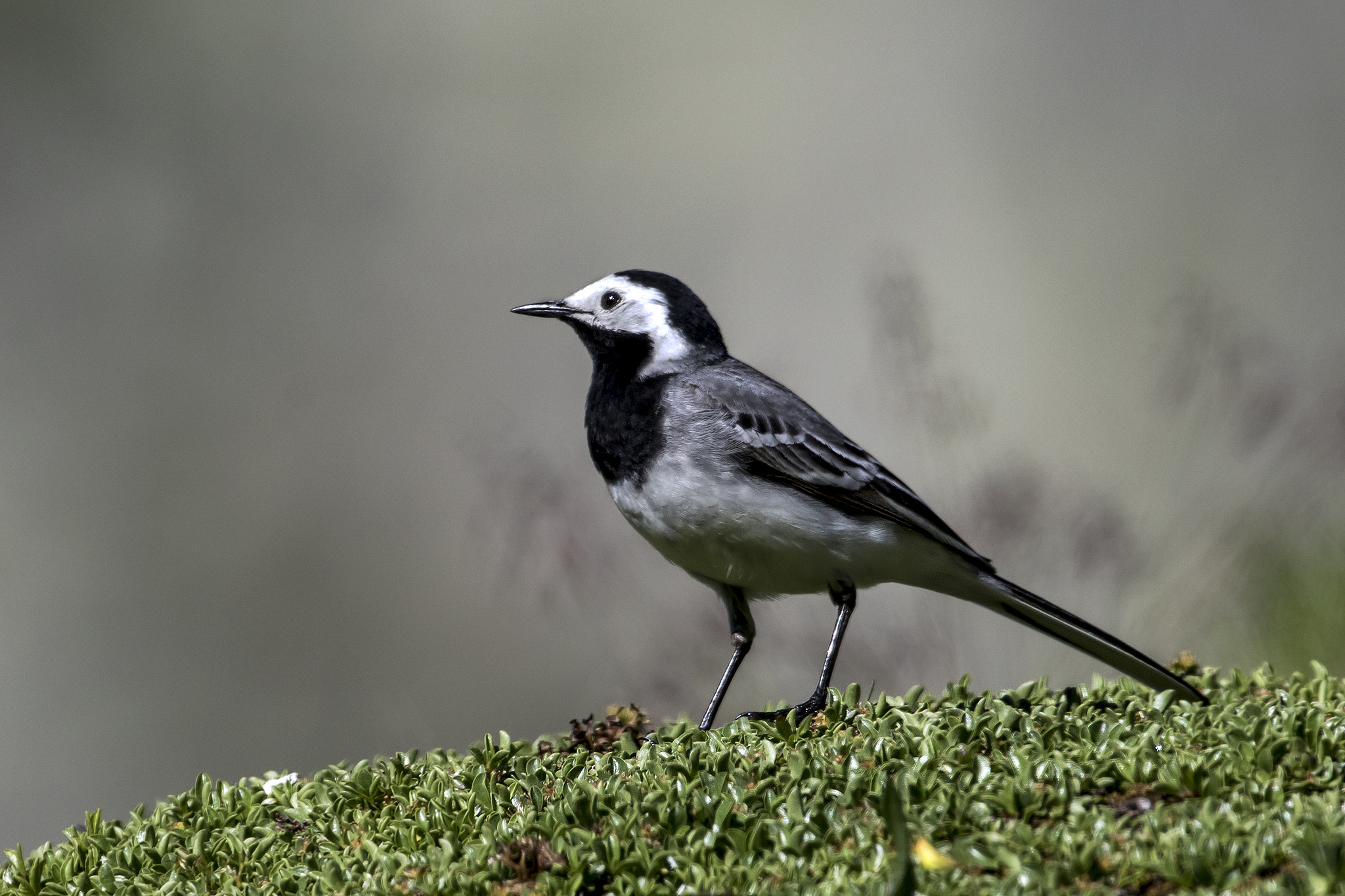 Canon EF 300mm F2.8L IS II USM sample photo. Batticoda photography
