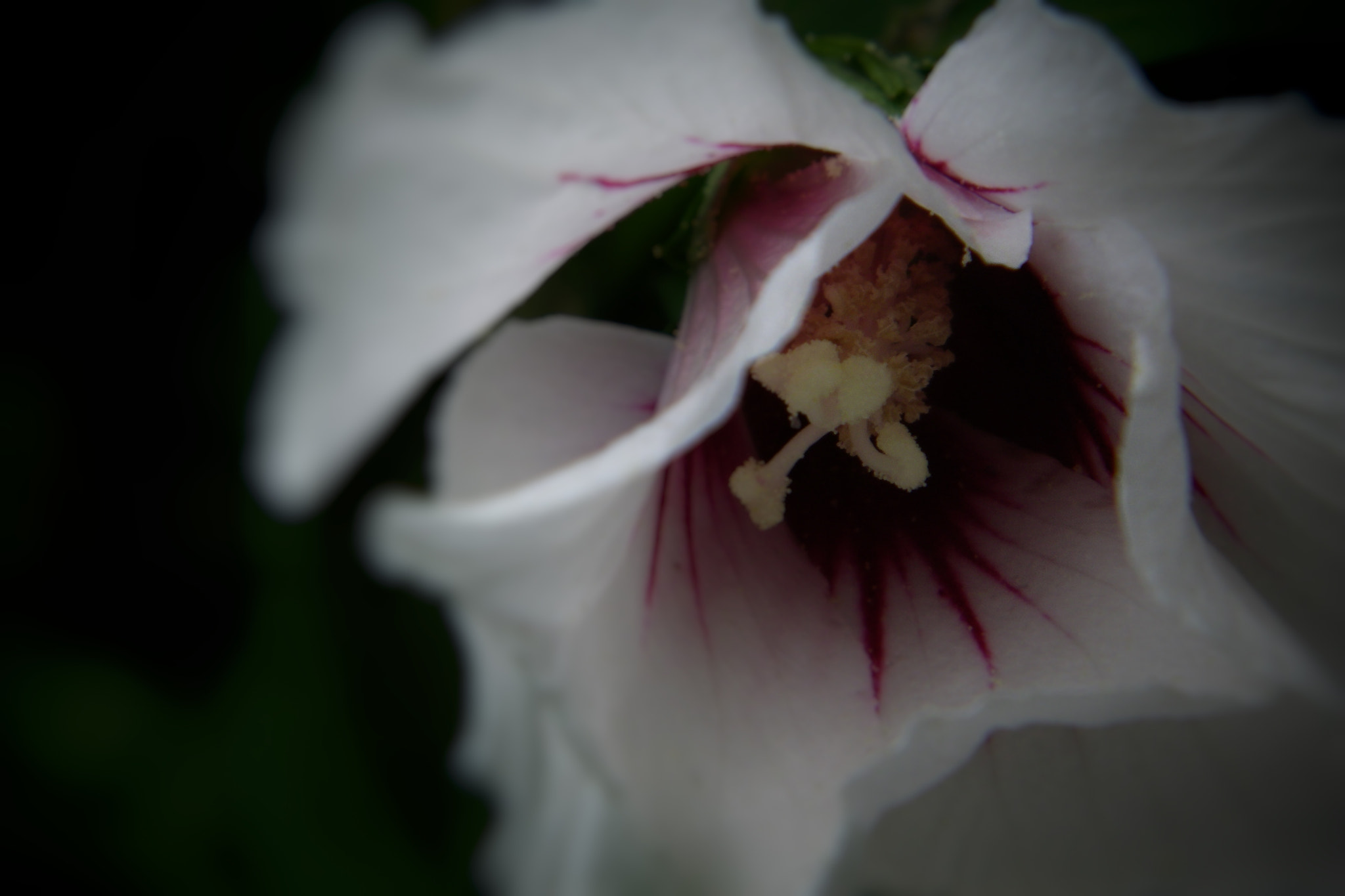 Kodak EASYSHARE Z1015 IS DIGITAL CAMERA sample photo. Dettagli photography