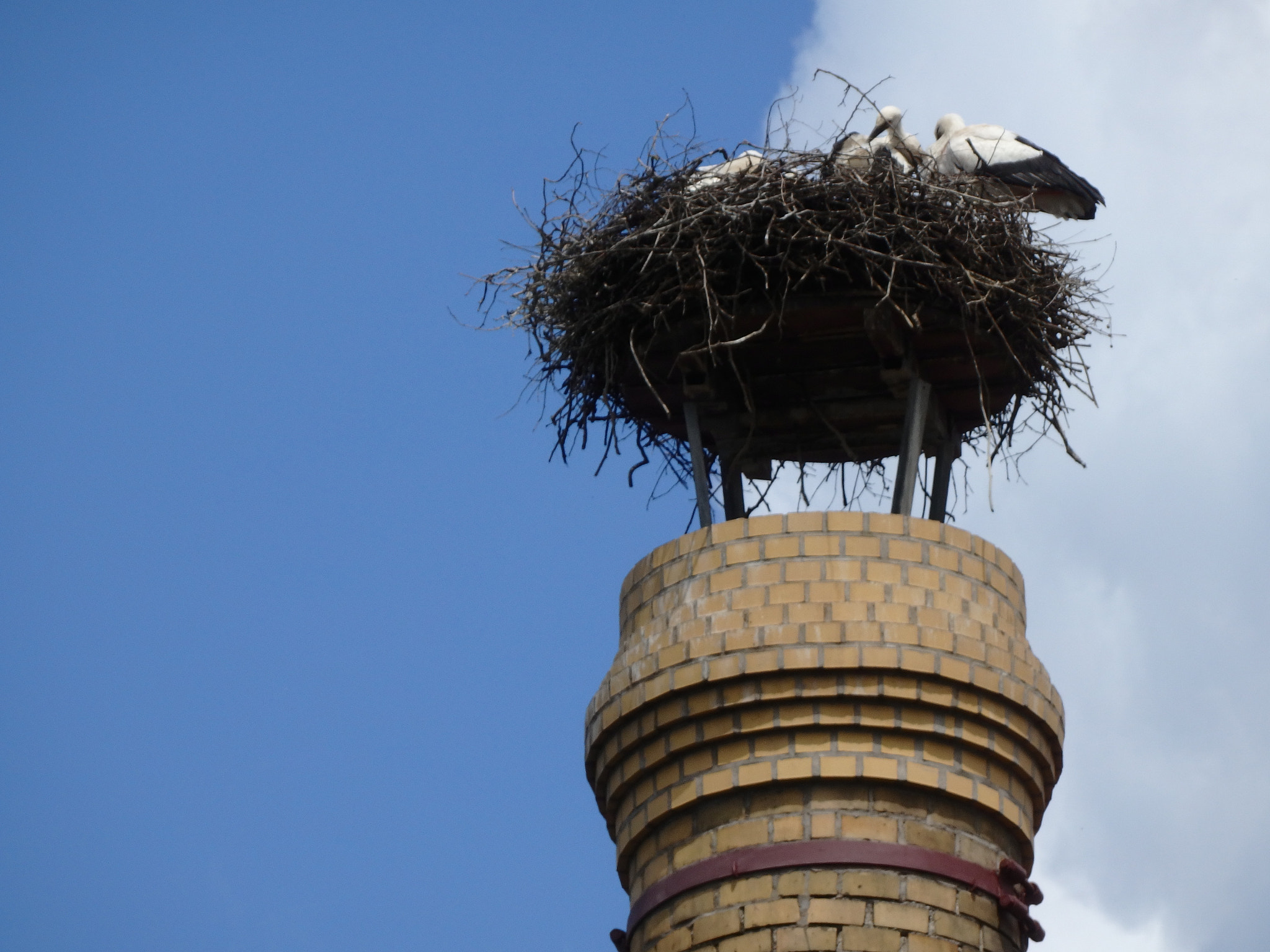 Olympus SH-2 sample photo. Storks on chimney photography