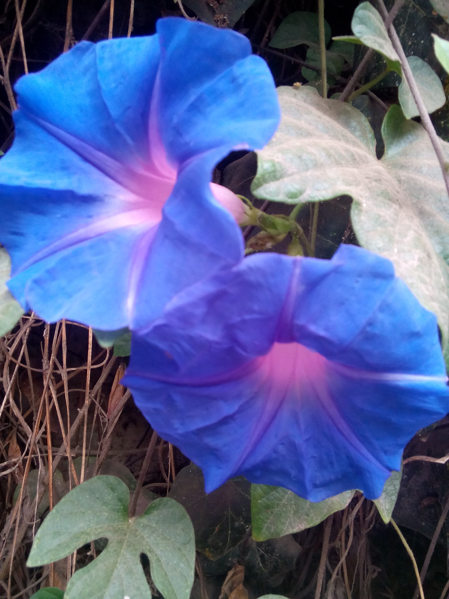 OPPO A11w sample photo