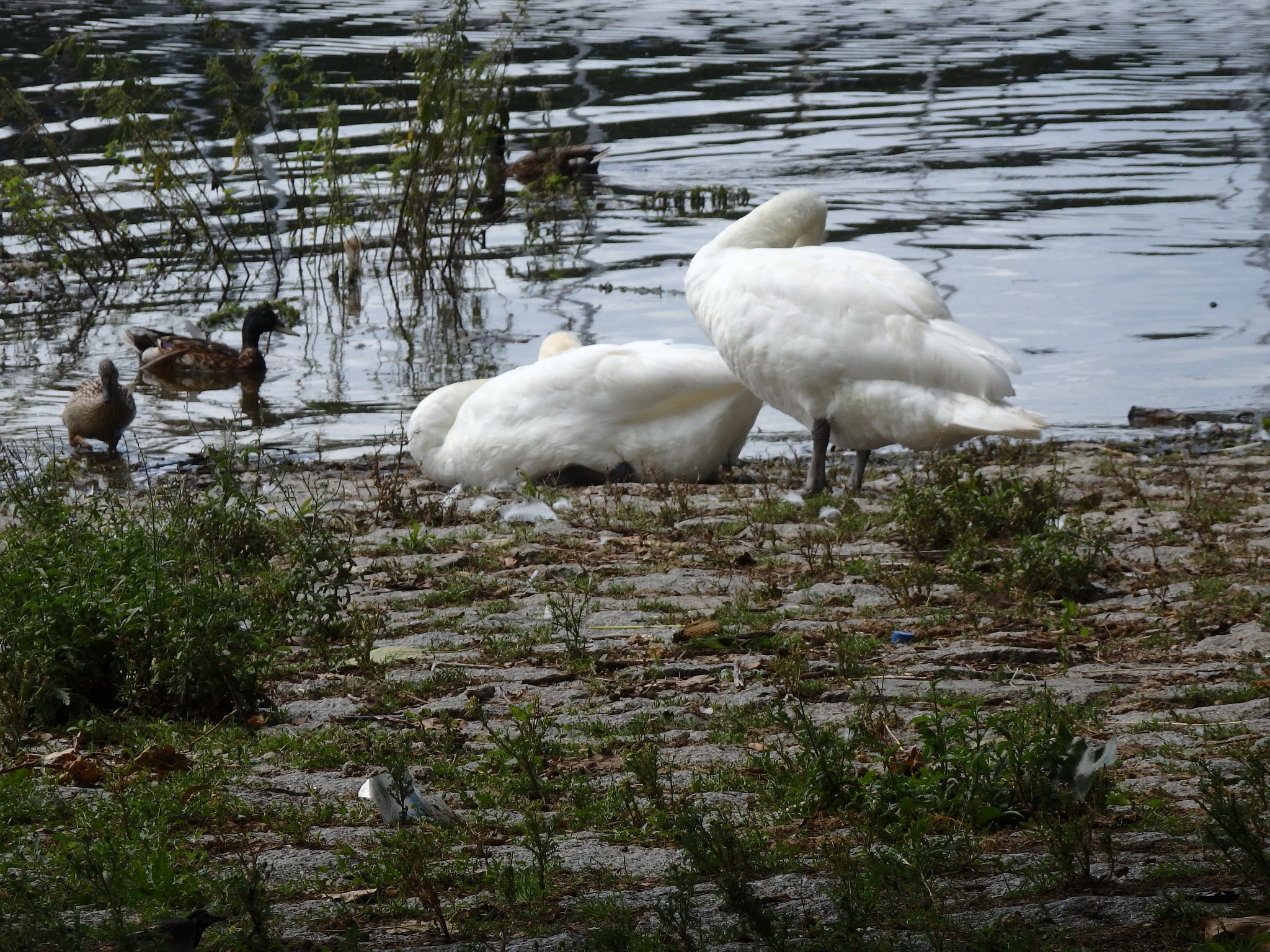 Olympus SH-2 sample photo. Swans photography