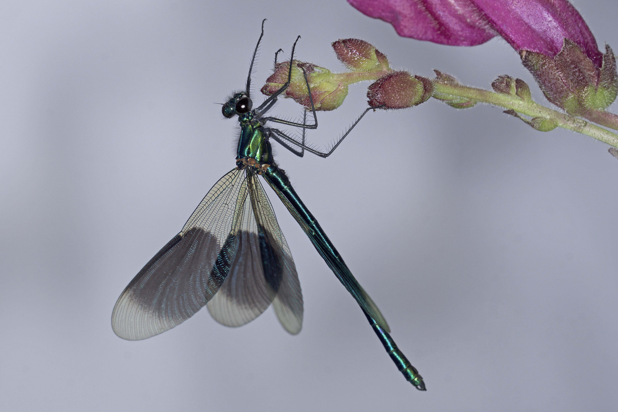 150mm F2.8 sample photo. Hanging on, photography