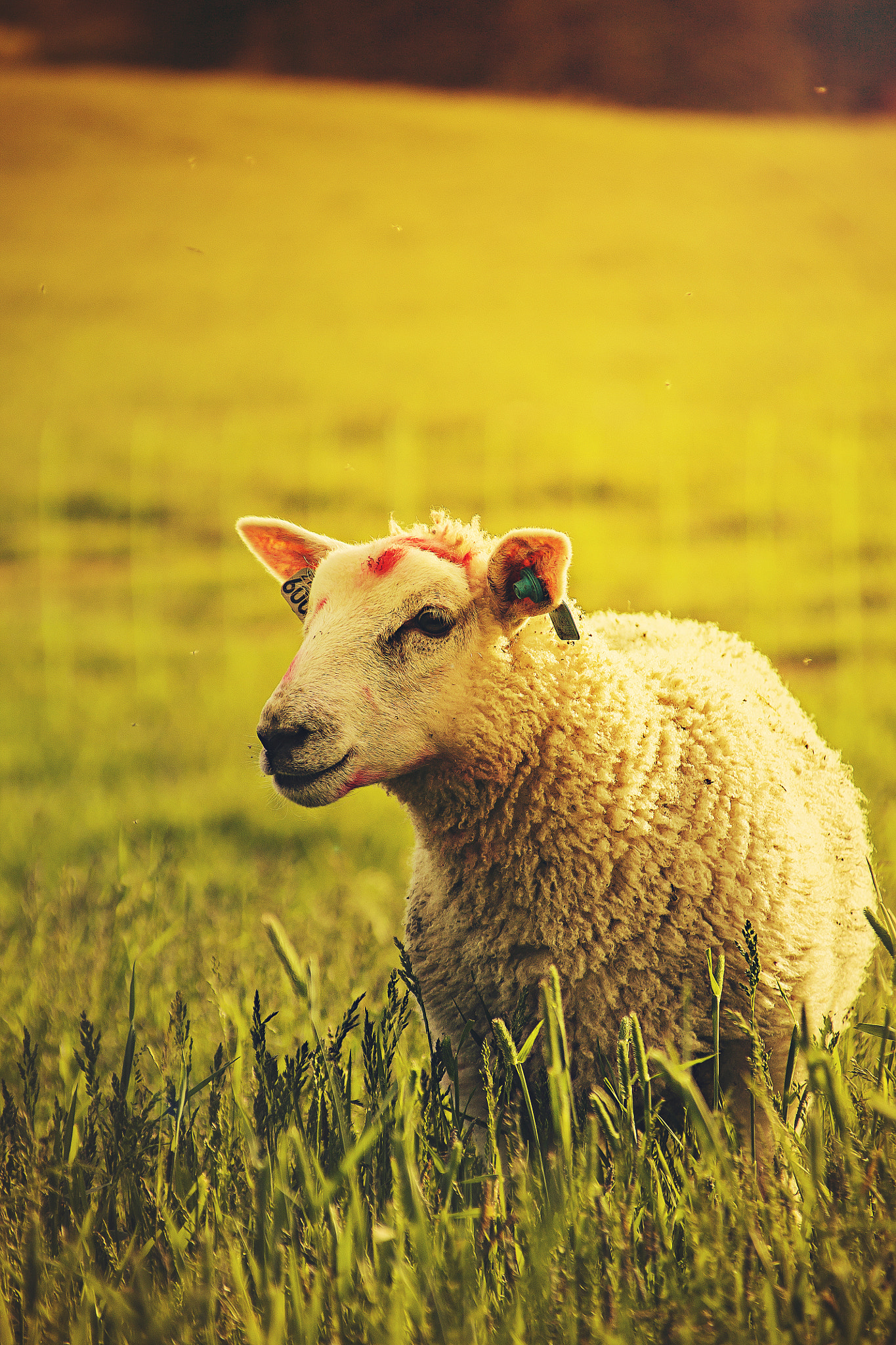 Canon EOS 1100D (EOS Rebel T3 / EOS Kiss X50) + Canon TS-E 90mm F2.8 Tilt-Shift sample photo. Sheep in sunset photography