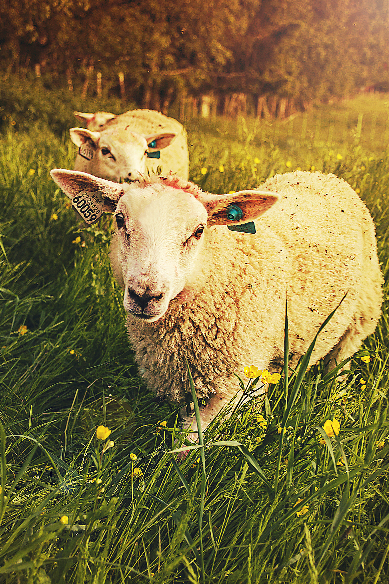 Canon EOS 1100D (EOS Rebel T3 / EOS Kiss X50) + Canon TS-E 90mm F2.8 Tilt-Shift sample photo. Curious sheep photography