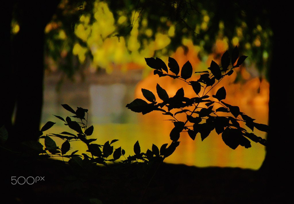 Sony Alpha DSLR-A700 sample photo. Una tarde. photography