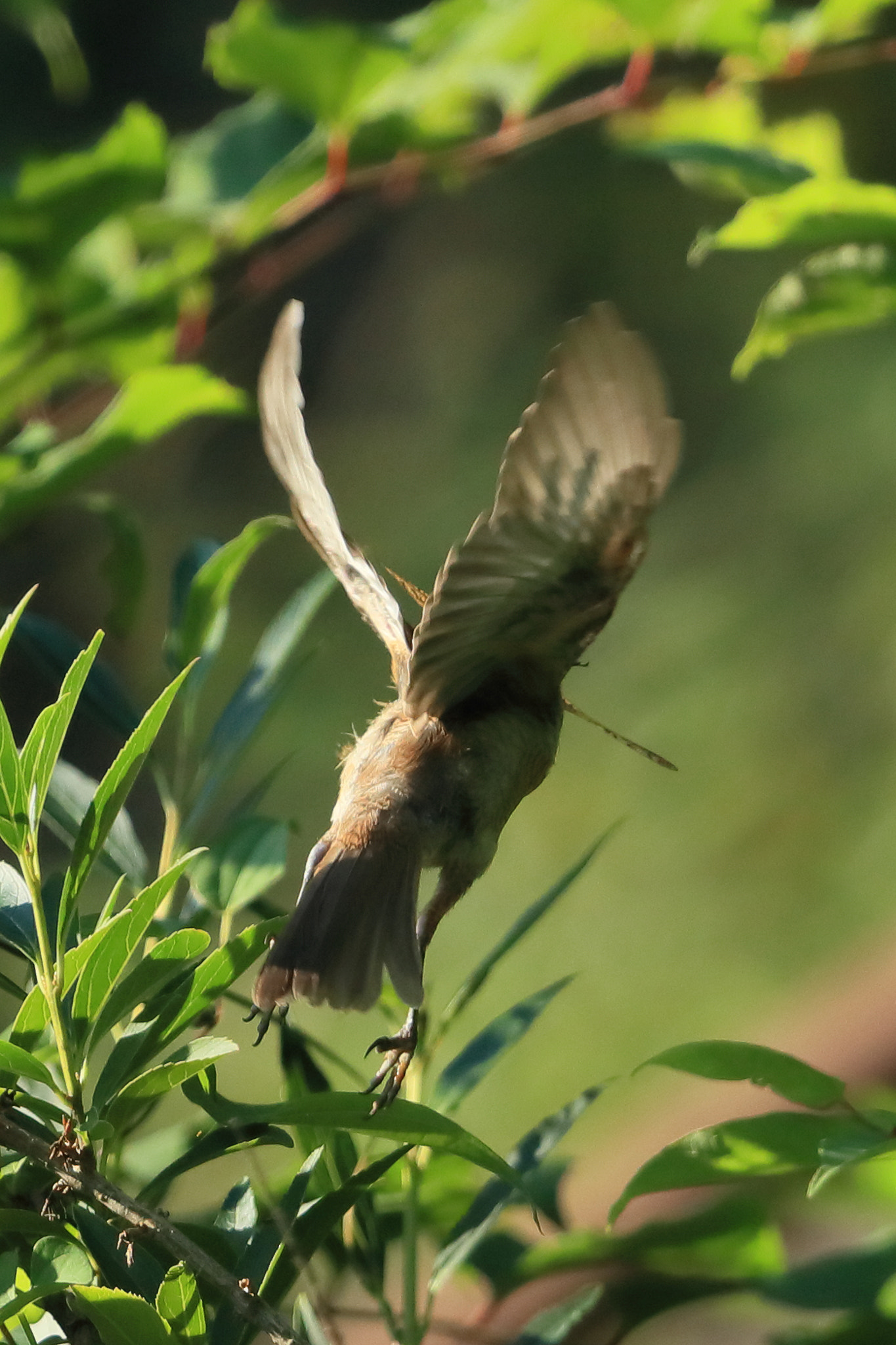 Canon EF 600mm F4L IS II USM sample photo. Wings photography