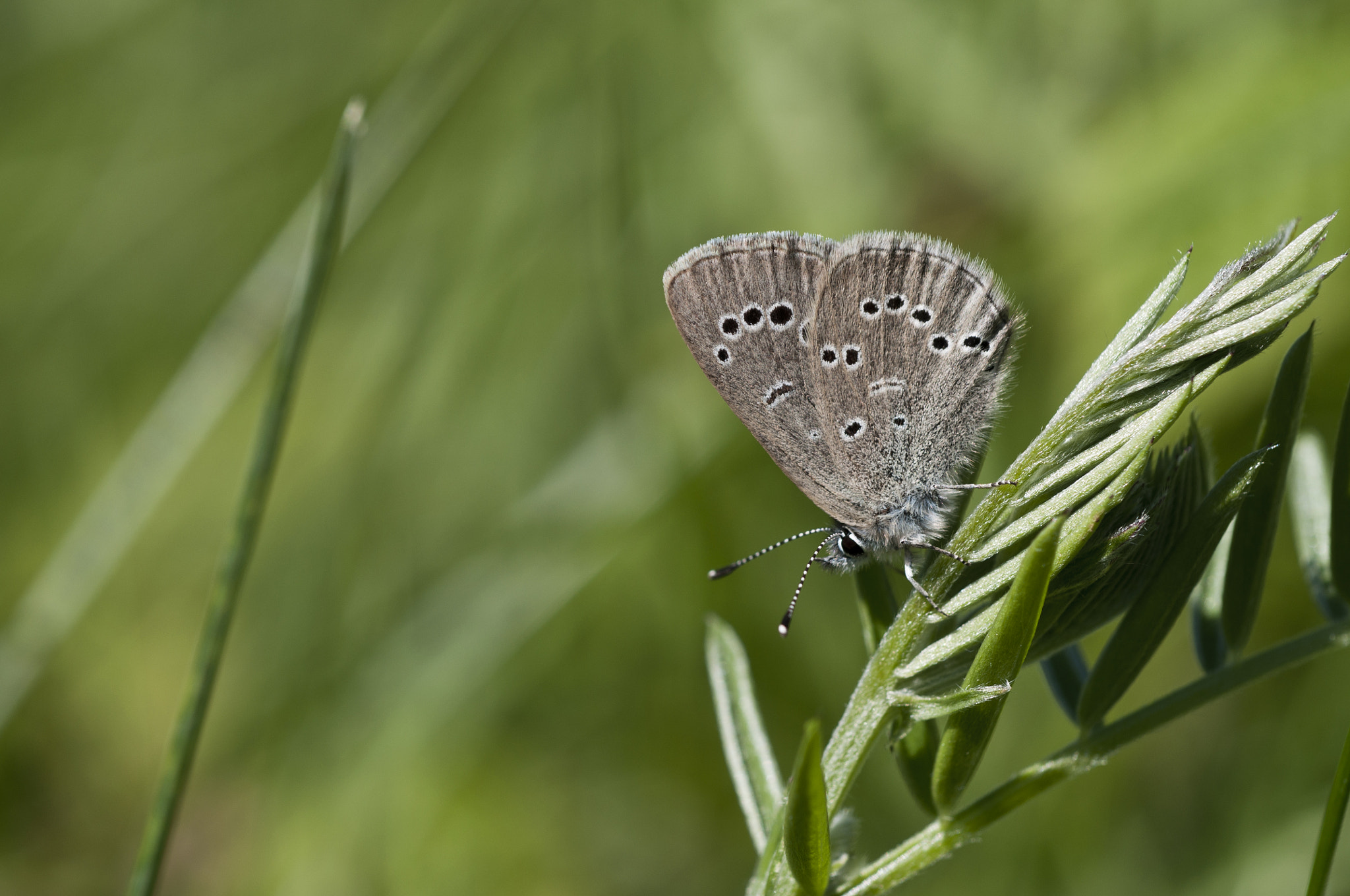 Nikon D90 + Nikon AF Micro-Nikkor 60mm F2.8D sample photo. Silvery blue photography