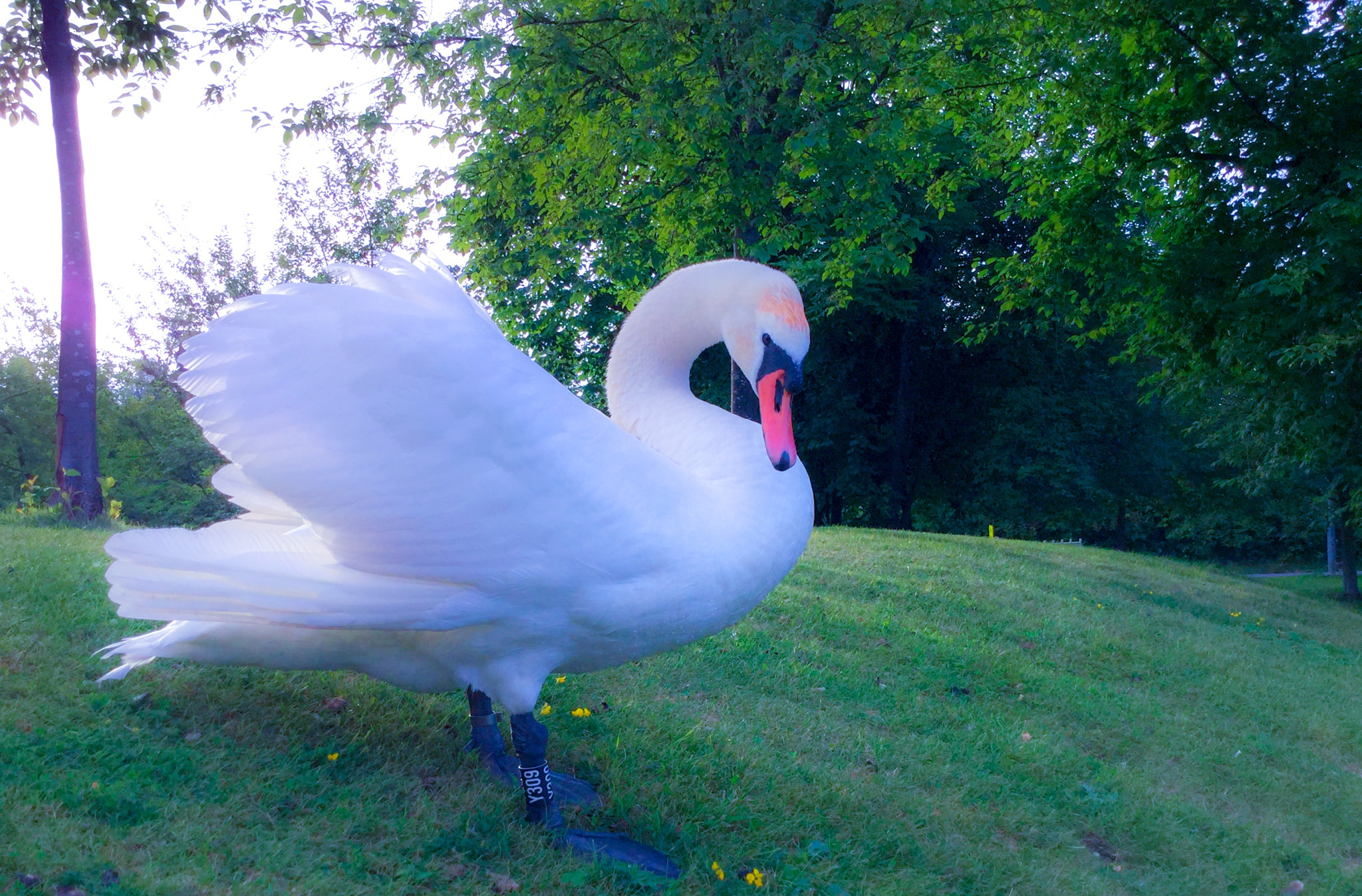 iPad Air 2 back camera 3.3mm f/2.4 sample photo. 'mr. kings out&about' photography