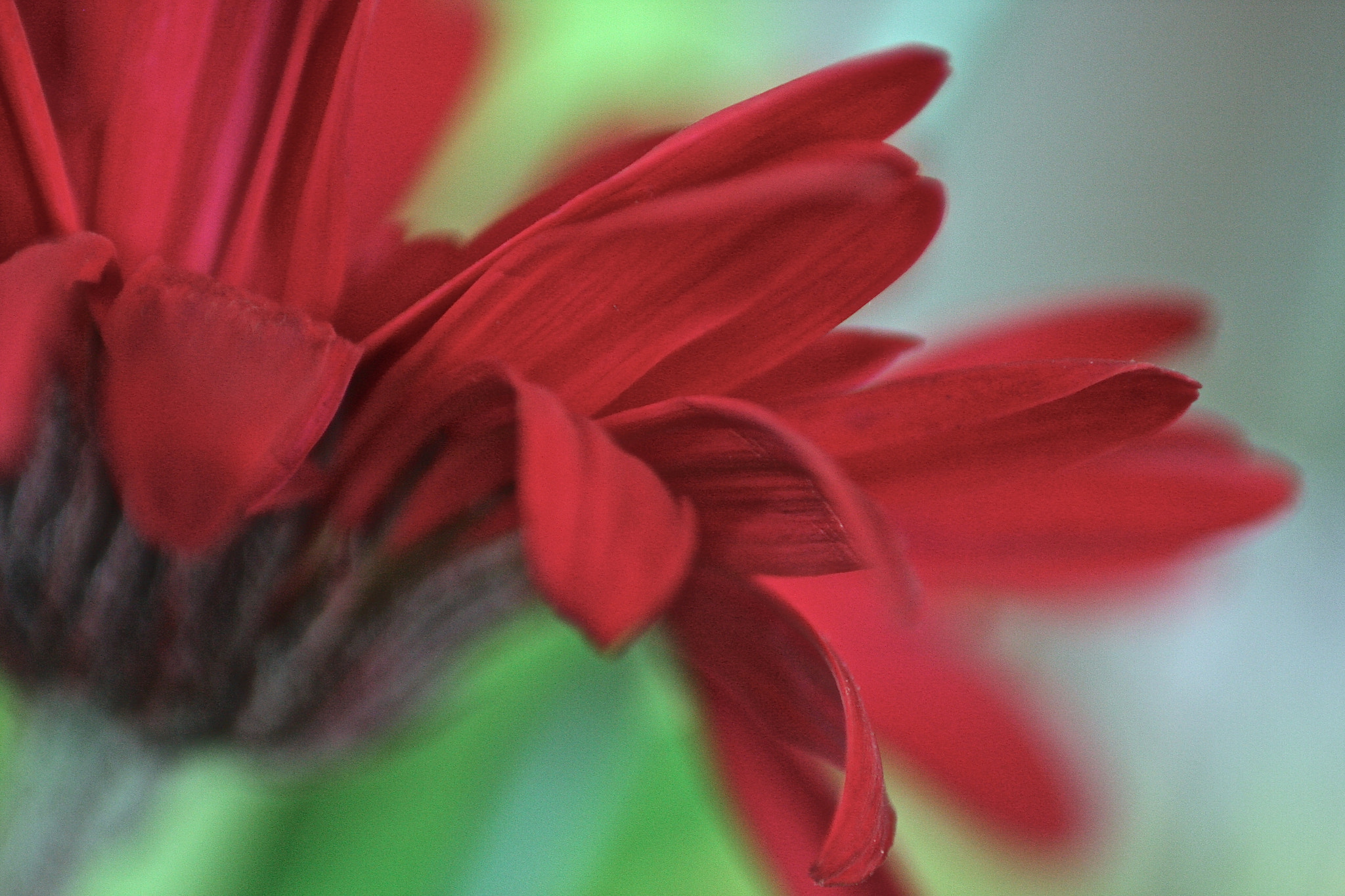 Canon EOS 40D sample photo. Beautiful macro of a red daisy petals photography