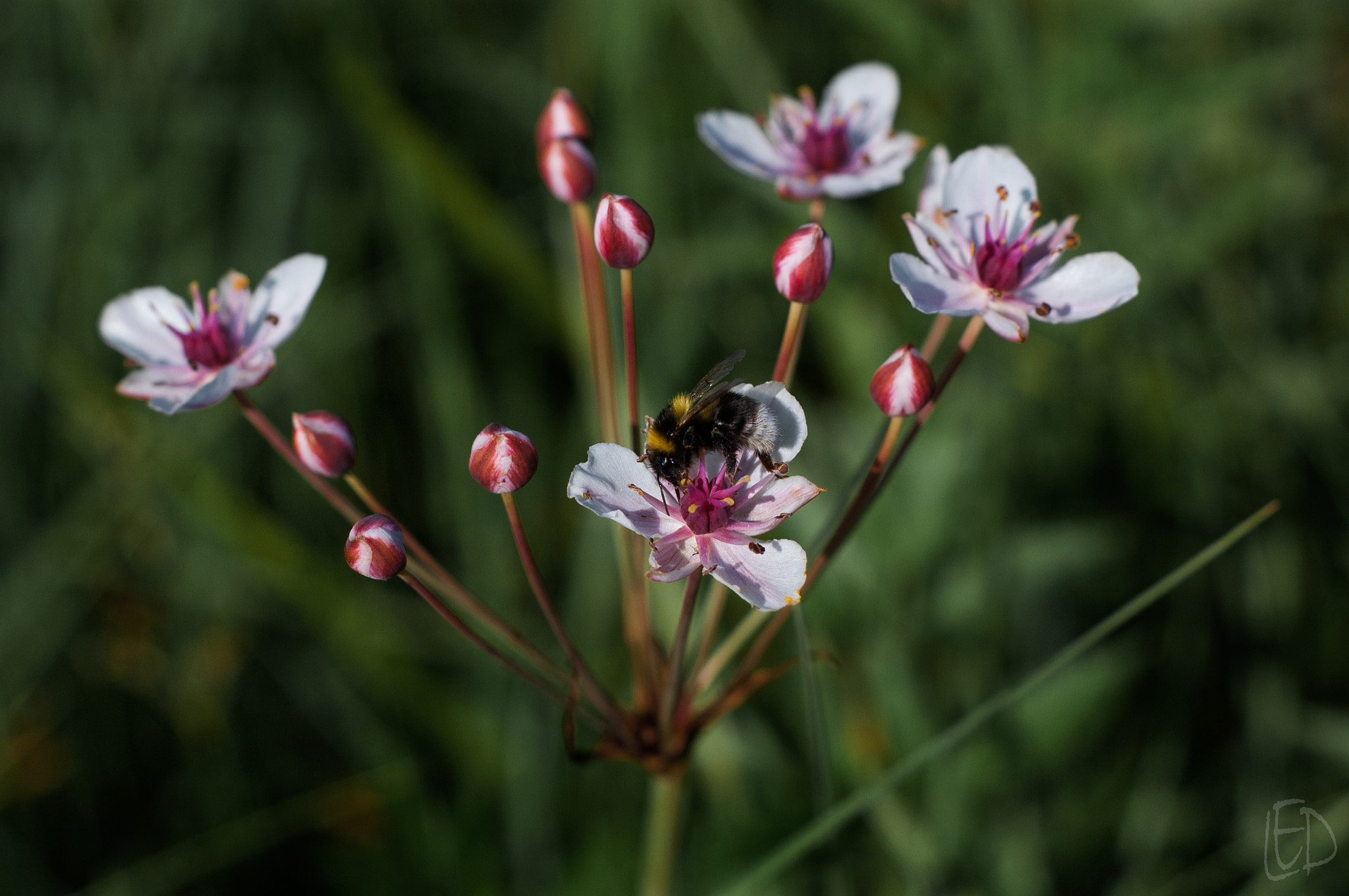 Nikon D70s + Nikon AF Nikkor 50mm F1.8D sample photo. Butomus umbellatus photography