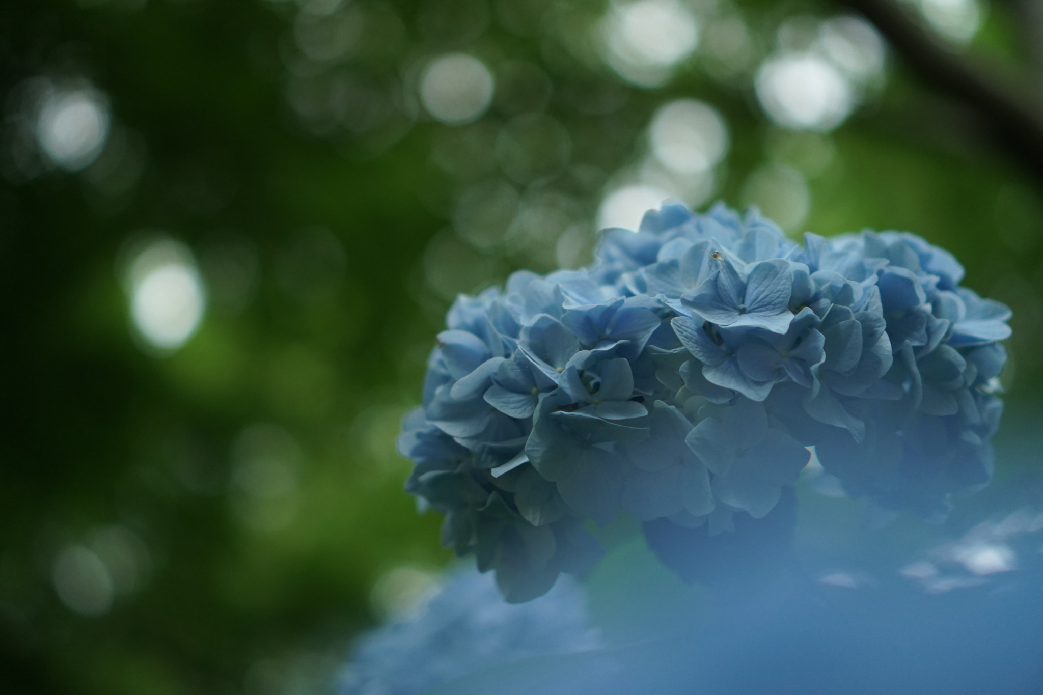 Sony a6300 + Sony E 35mm F1.8 OSS sample photo. Hydrangea / ajisai photography