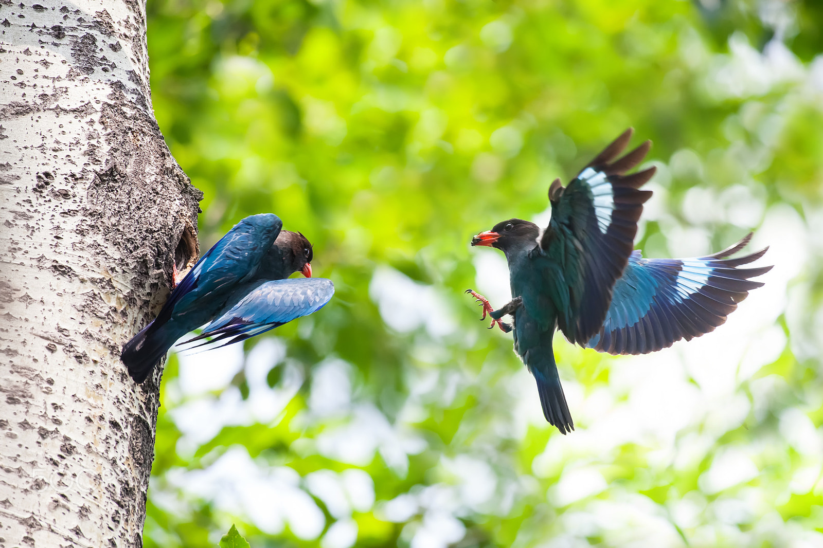 Canon EF 600mm f/4L IS sample photo. Broad billed roller photography