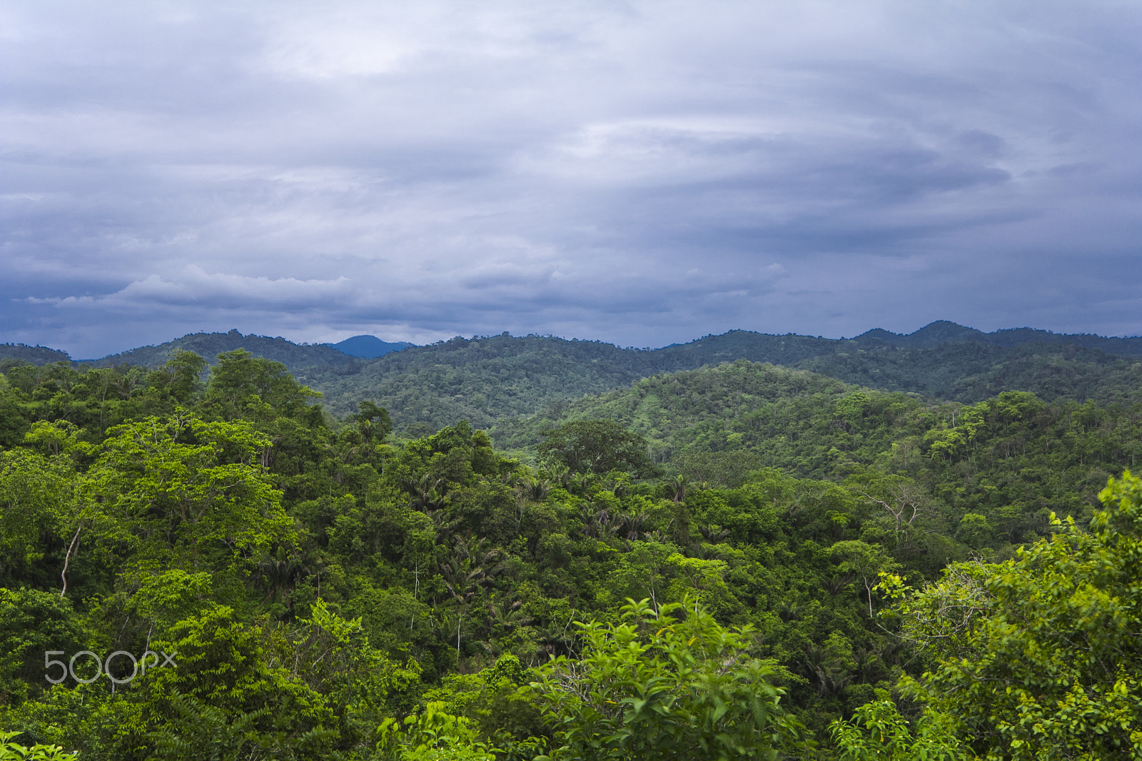 Canon TS-E 24.0mm f/3.5 L II sample photo. Ecuador. selva. view on jungle. 4k time lapse photography