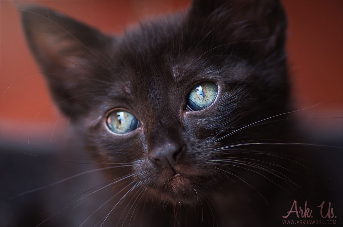 Pentax smc D-FA 100mm F2.8 Macro WR sample photo. Kumquat photography
