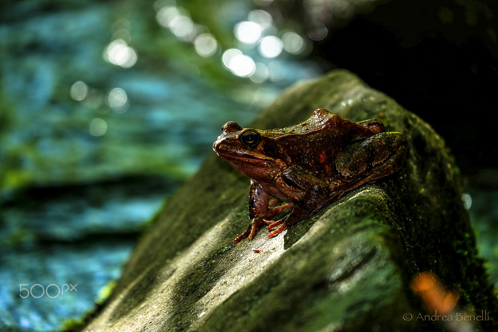 Fujifilm X-E2 + Fujifilm XC 50-230mm F4.5-6.7 OIS sample photo. Bufo-bufo photography