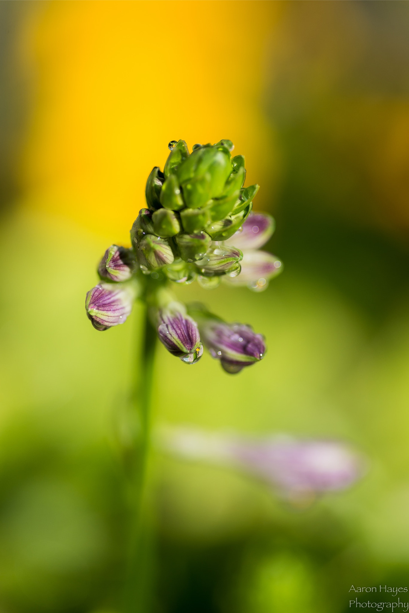 Tokina AT-X Pro 100mm F2.8 Macro sample photo. Macro monday photography