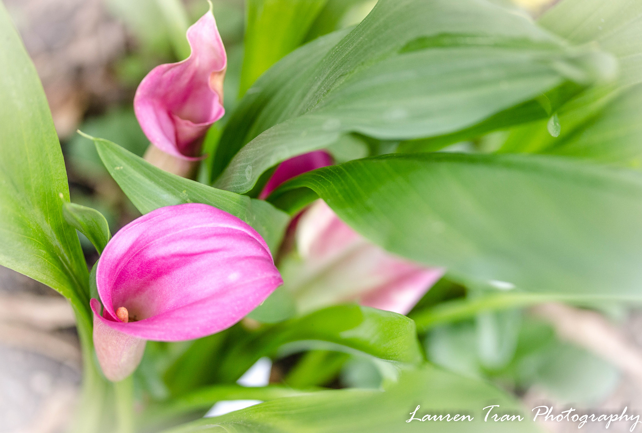 Canon EF-S 60mm F2.8 Macro USM sample photo. Calla lily photography