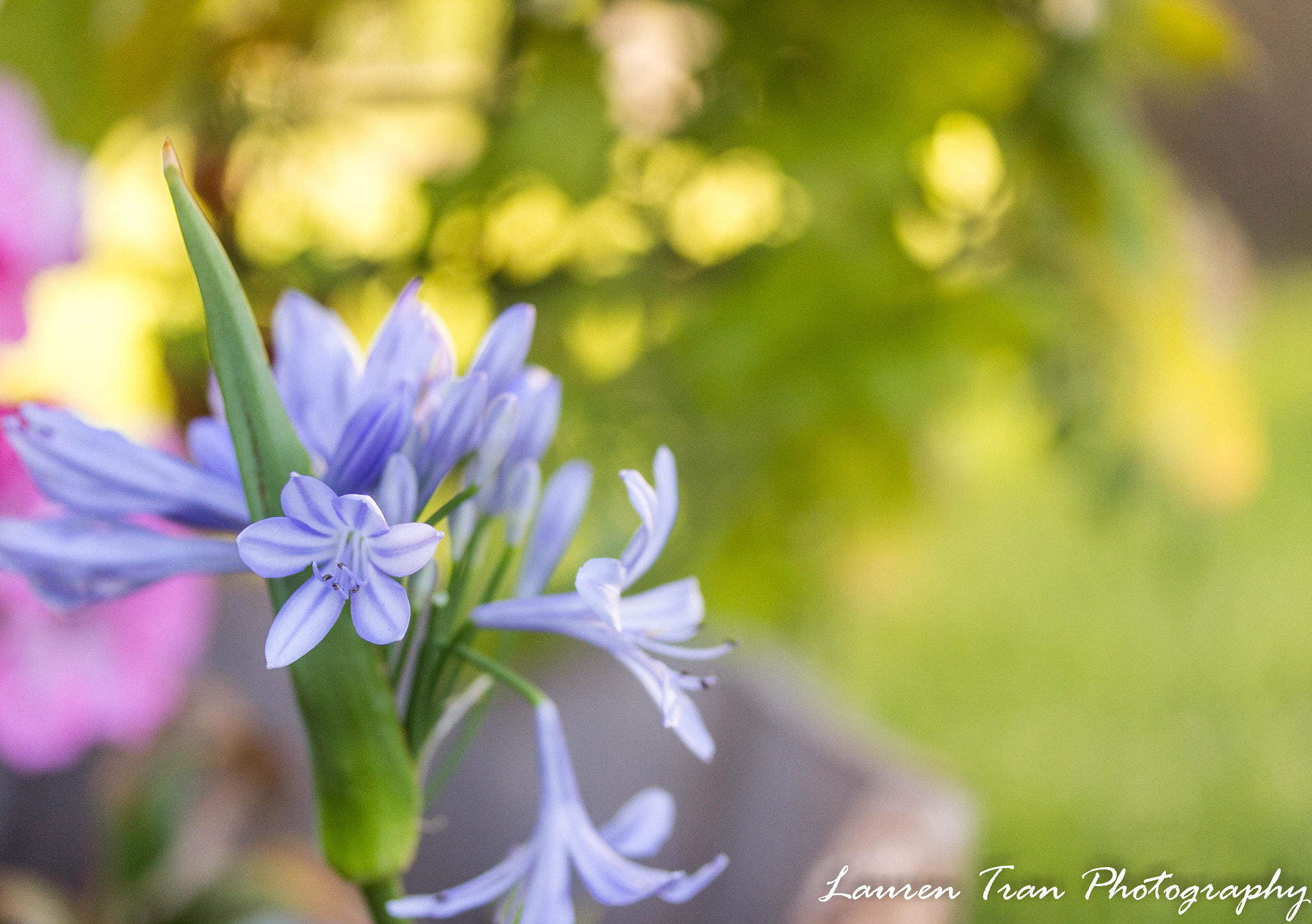 Canon EF-S 60mm F2.8 Macro USM sample photo. Lily of the nile photography