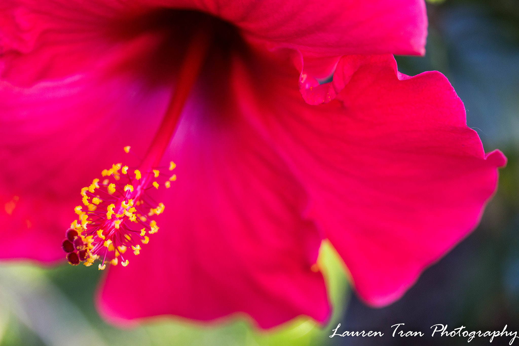 Canon EF-S 60mm F2.8 Macro USM sample photo. Red hibiscus photography