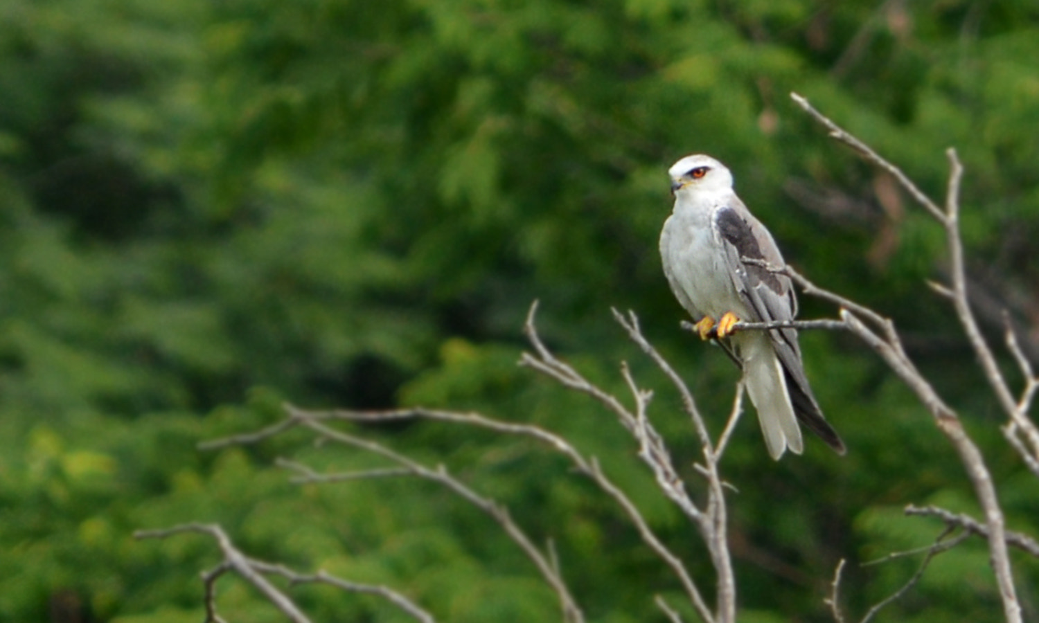 AF Zoom-Nikkor 28-105mm f/3.5-4.5D IF sample photo. Black winged kite photography