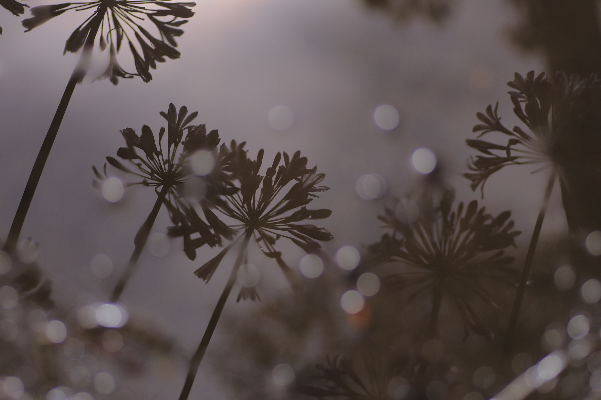 Canon EOS 7D Mark II + Tamron SP AF 90mm F2.8 Di Macro sample photo. ...初夏に降る雪。 photography