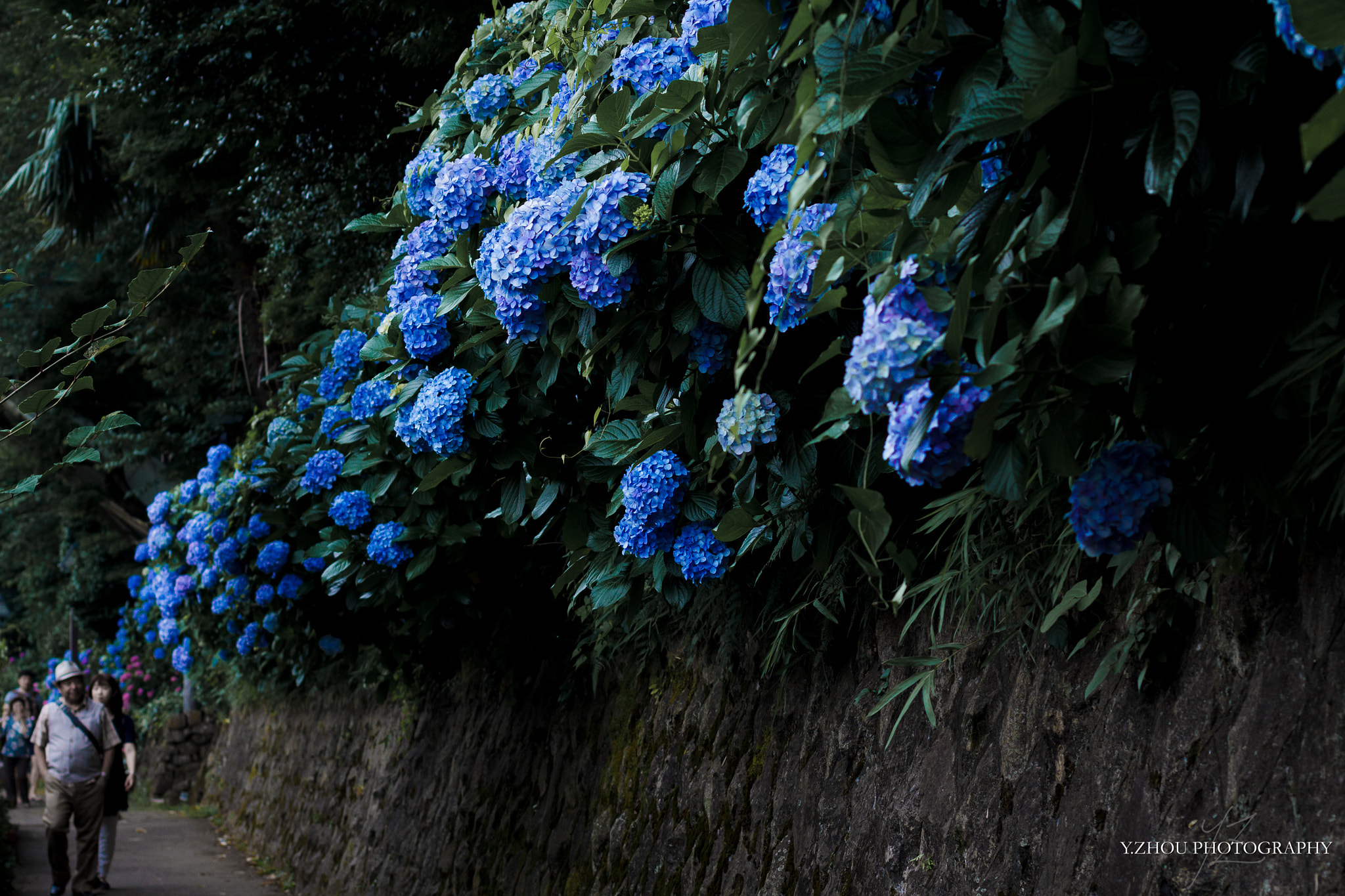 Canon EOS 60D + Sigma 50mm f/2.8 EX sample photo. Hydrangea walk  photography