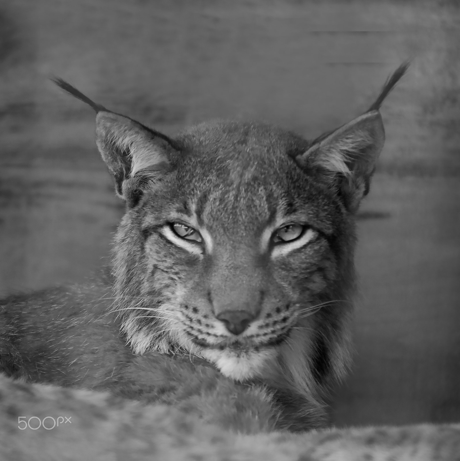 AF Zoom-Nikkor 80-200mm f/2.8 ED sample photo. Lynx photography