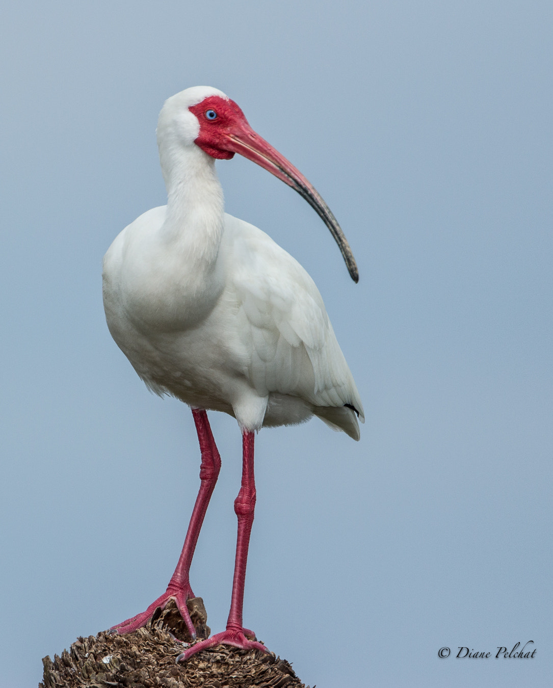 Canon EOS 60D + Canon EF 300mm F2.8L IS II USM sample photo. White ibis photography