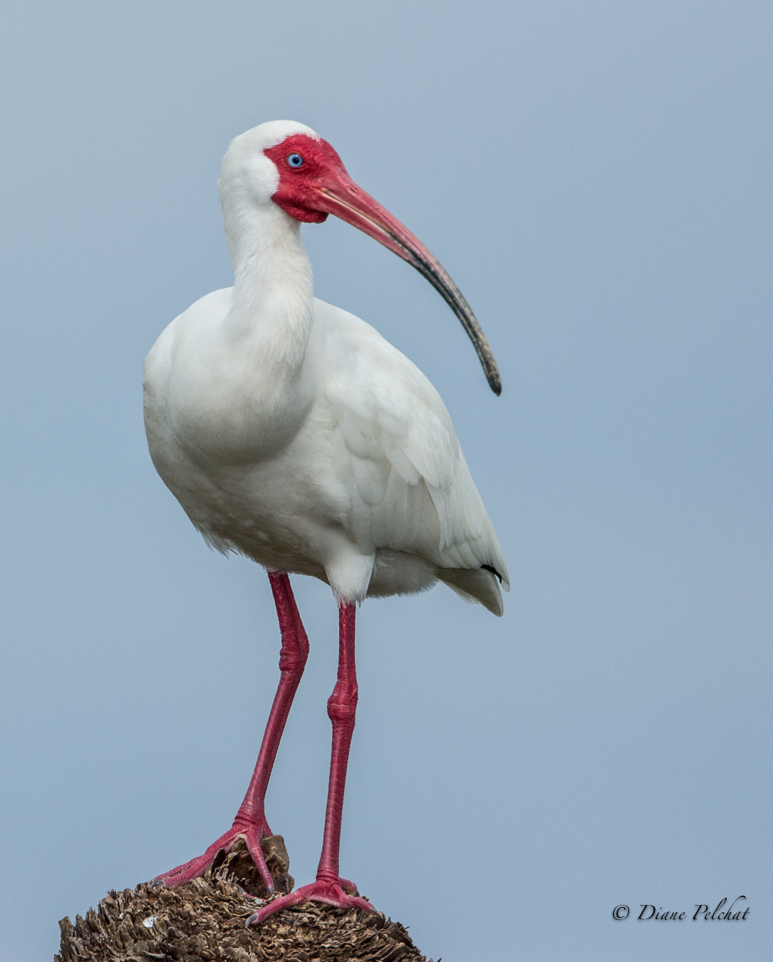 Canon EF 300mm F2.8L IS II USM sample photo. White ibis photography