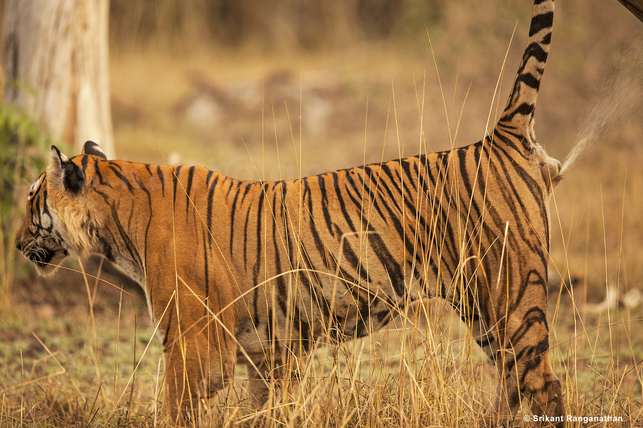 Canon EOS 5D Mark II + Canon EF 500mm F4L IS II USM sample photo. Tiger marking its territory photography