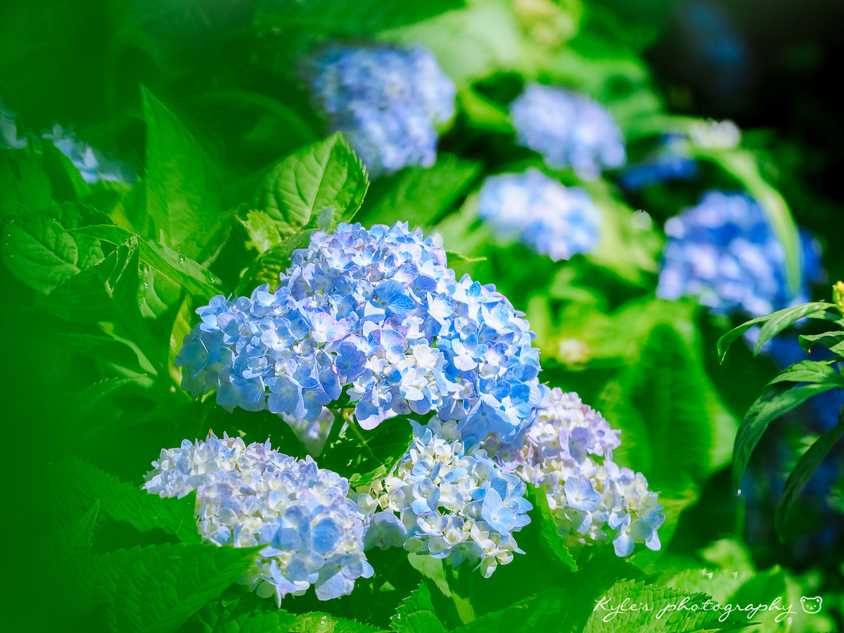 Olympus OM-D E-M1 + Sigma 150mm F2.8 EX DG Macro HSM sample photo. Hydrangea photography