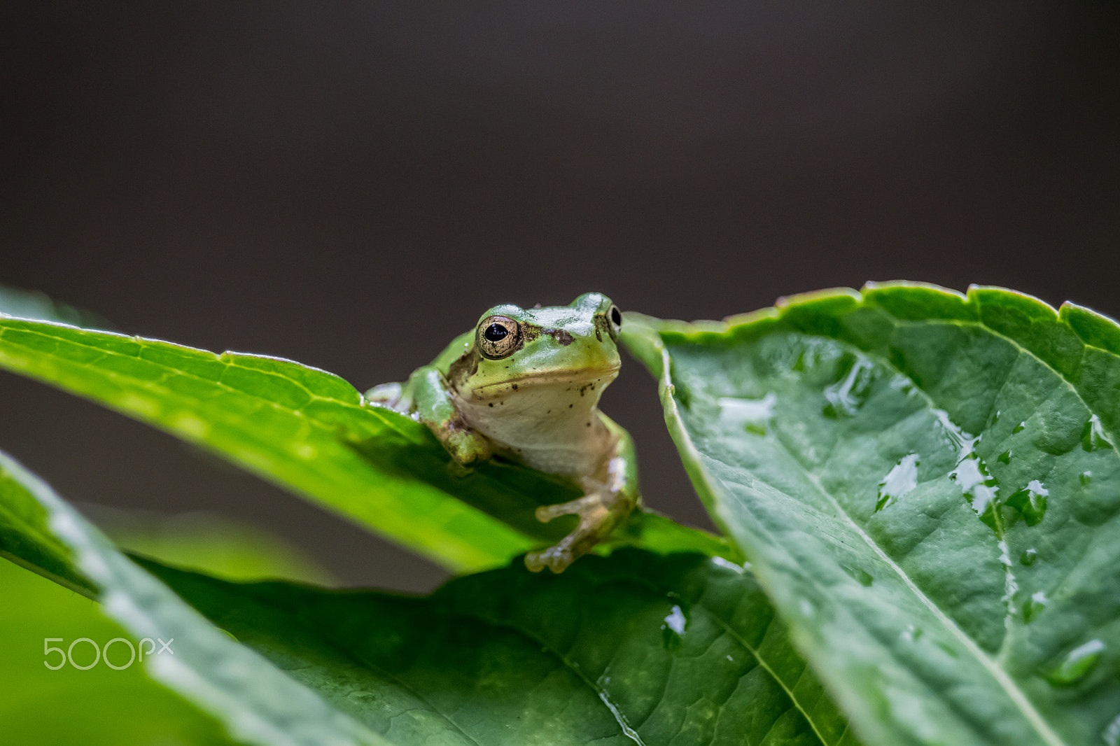 Canon EOS 700D (EOS Rebel T5i / EOS Kiss X7i) + Canon EF-S 55-250mm F4-5.6 IS STM sample photo. Tree frog photography