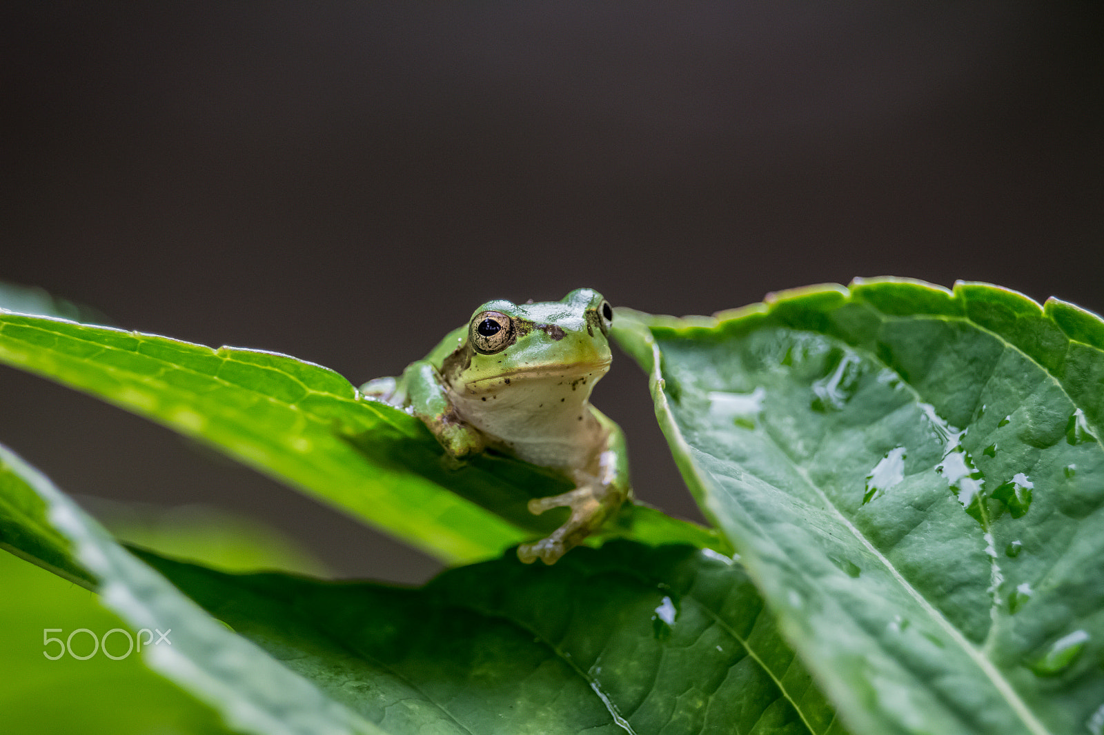 Canon EOS 700D (EOS Rebel T5i / EOS Kiss X7i) sample photo. Tree frog photography