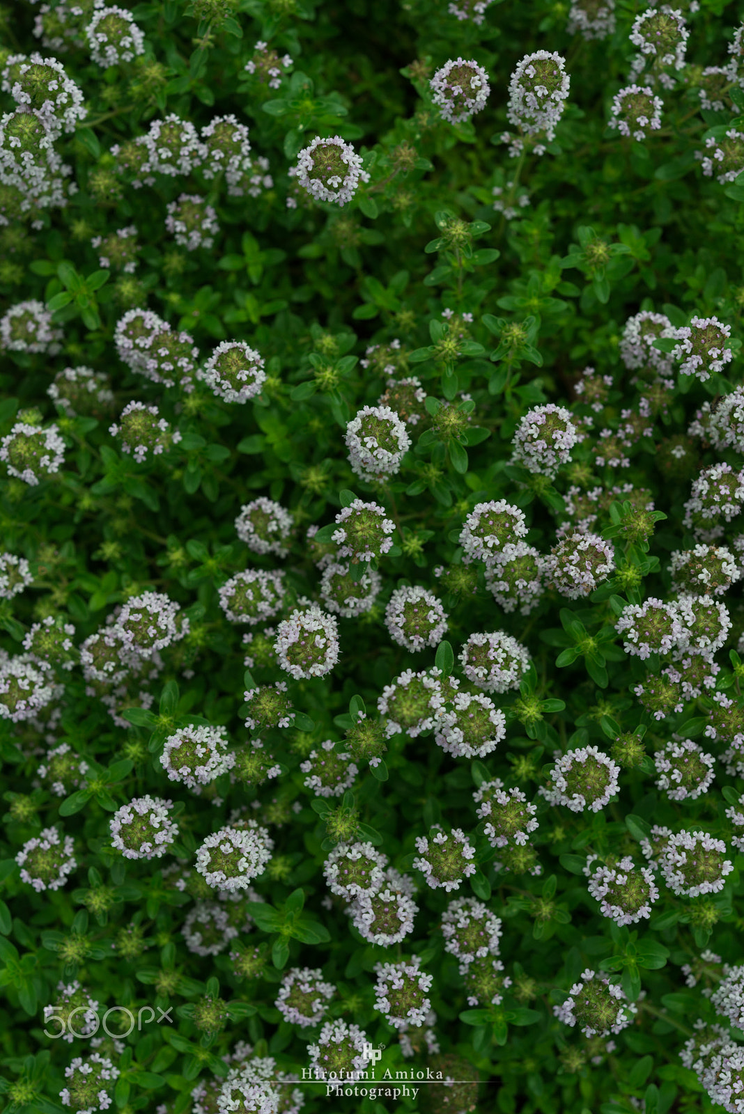 Nikon AF-S Micro-Nikkor 60mm F2.8G ED sample photo. Rhythm is gonna get you photography
