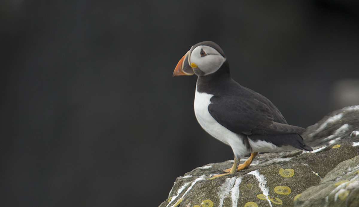 Canon EF 300mm F2.8L IS USM sample photo. Northumberland 2016 photography