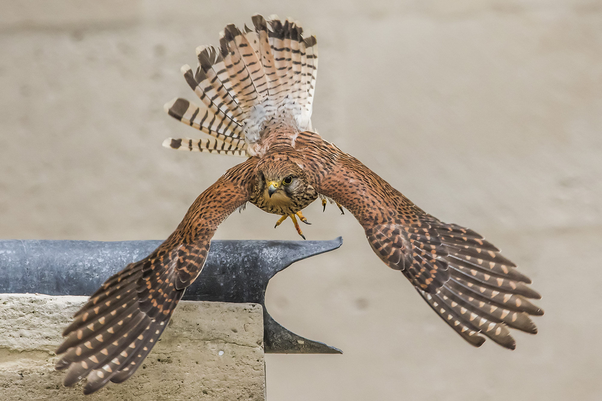 Canon EF 200-400mm F4L IS USM Extender 1.4x sample photo. Dedicated mother photography