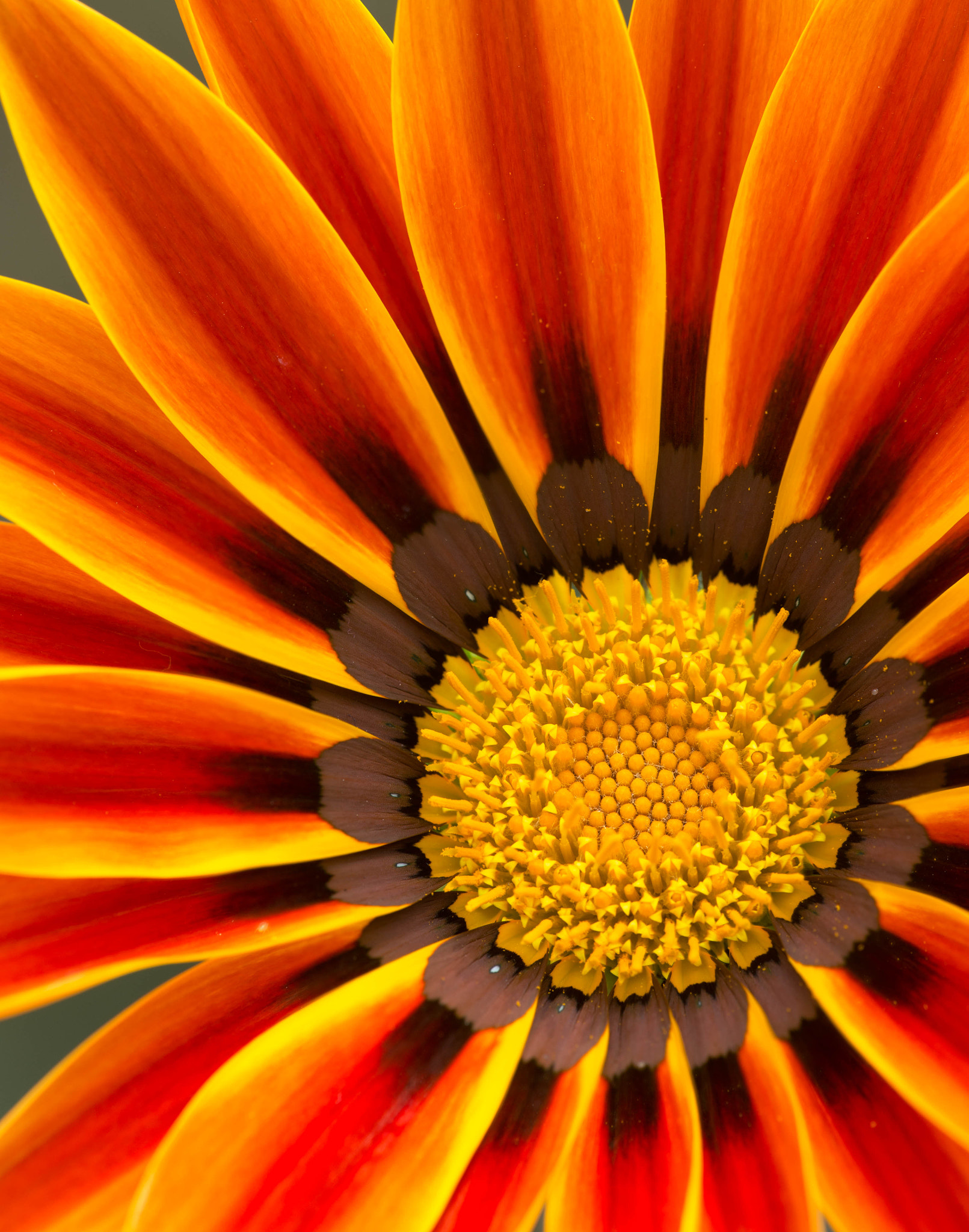 Canon EF 180mm F3.5L Macro USM sample photo. Flower photography