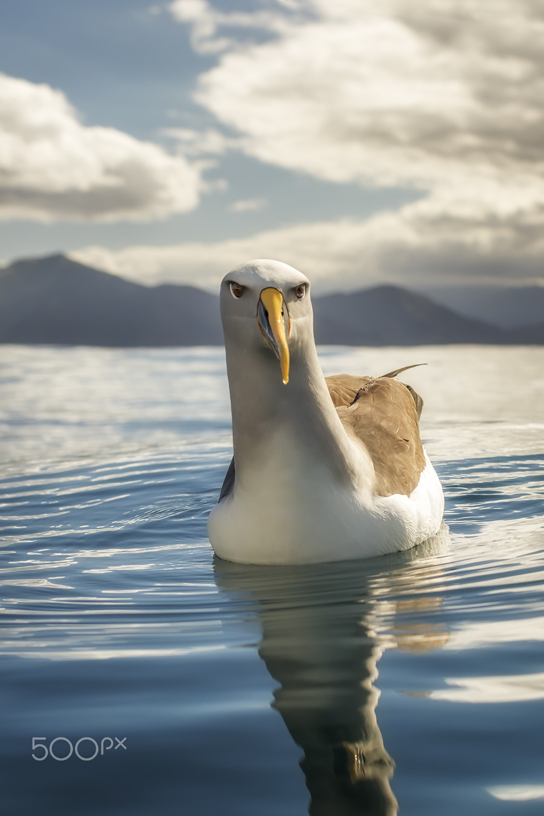 Canon EF 50mm F1.2L USM sample photo. Buller's albatross photography
