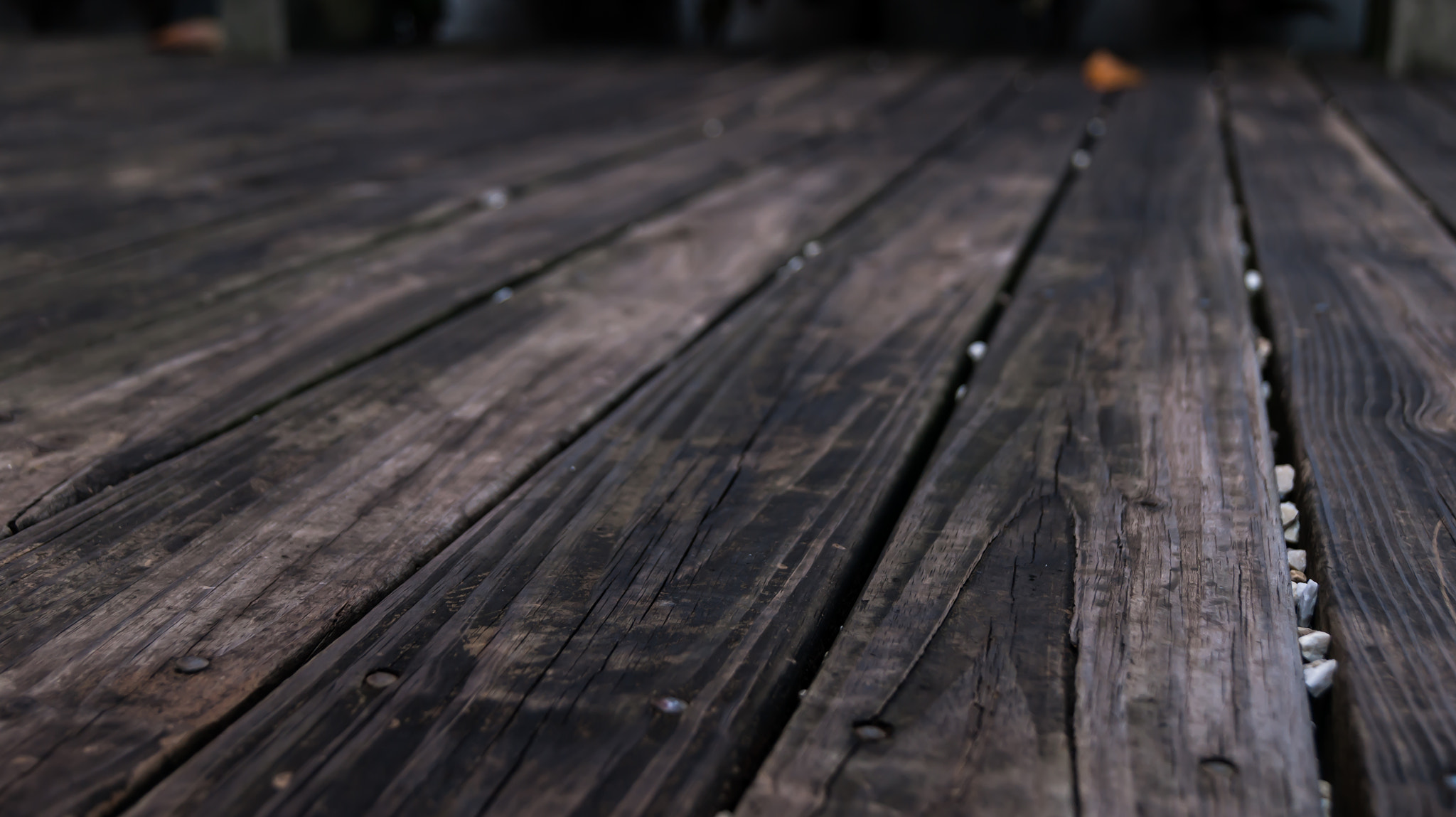 Sony Alpha DSLR-A290 + Sony DT 18-55mm F3.5-5.6 SAM sample photo. Madeira podre photography