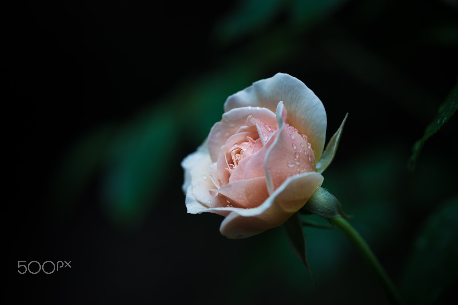 Sony a99 II + Sony 100mm F2.8 Macro sample photo. You stole my heart photography