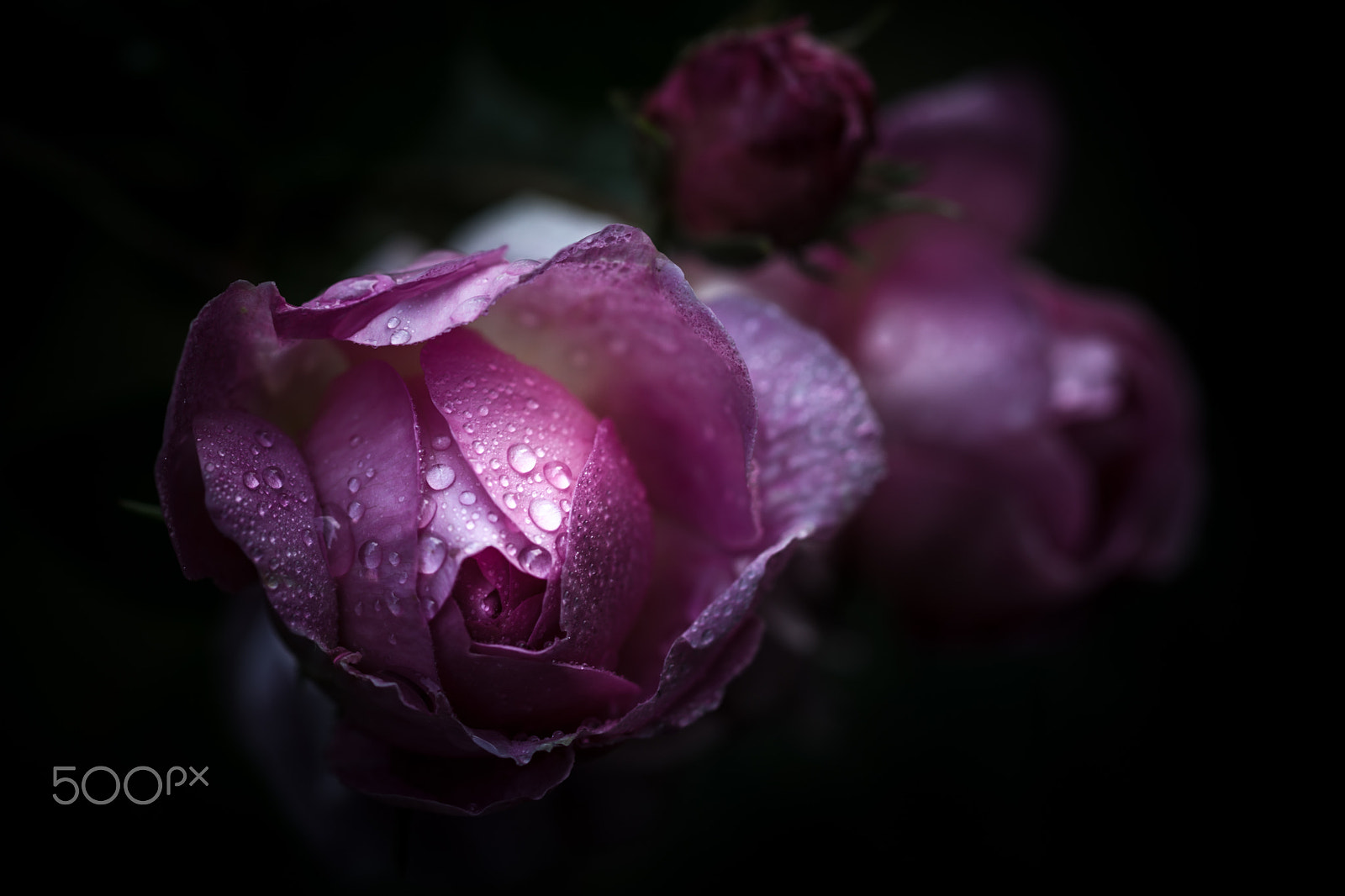 Sony a99 II + Sony 100mm F2.8 Macro sample photo. 濡れる photography