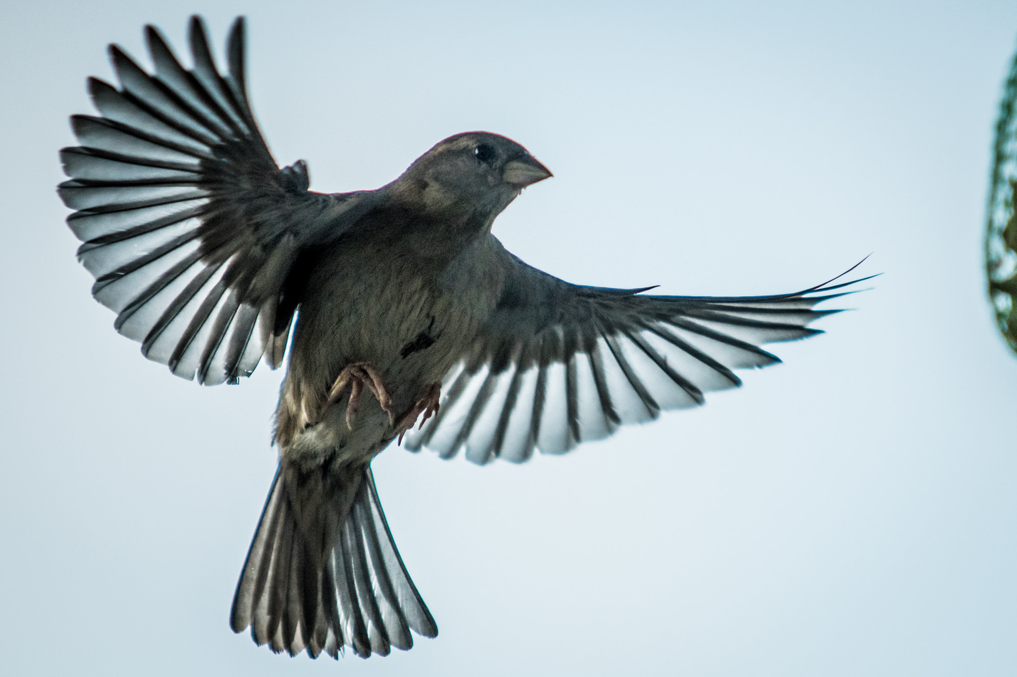 Sigma 70-200mm F2.8 EX DG Macro HSM II sample photo. The landing photography
