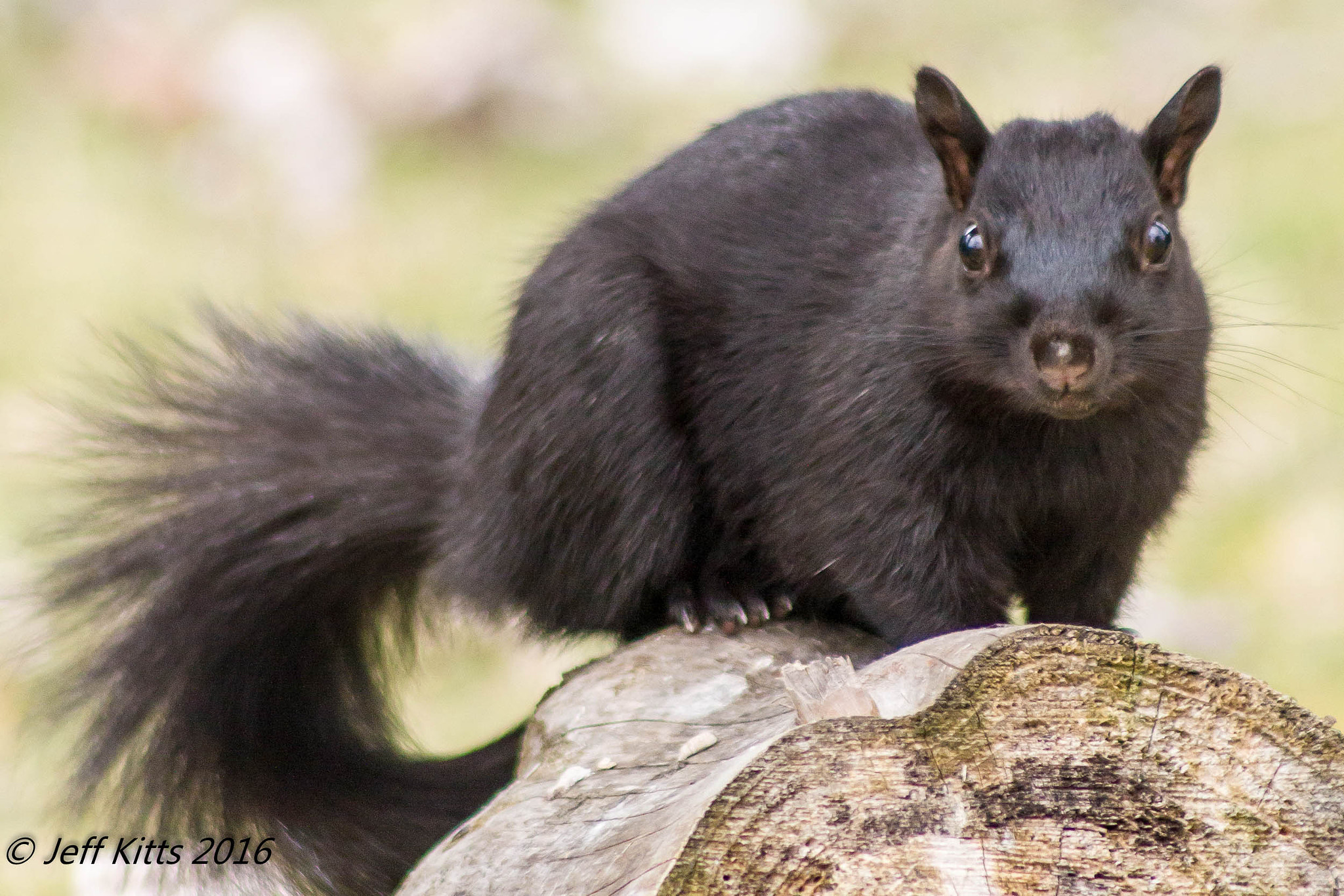 Canon EF 75-300mm f/4-5.6 USM sample photo. 3615 photography