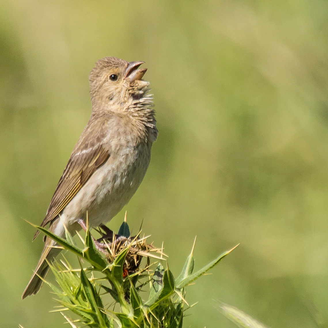Canon EF 100-400mm F4.5-5.6L IS USM sample photo. Common rosefinch photography