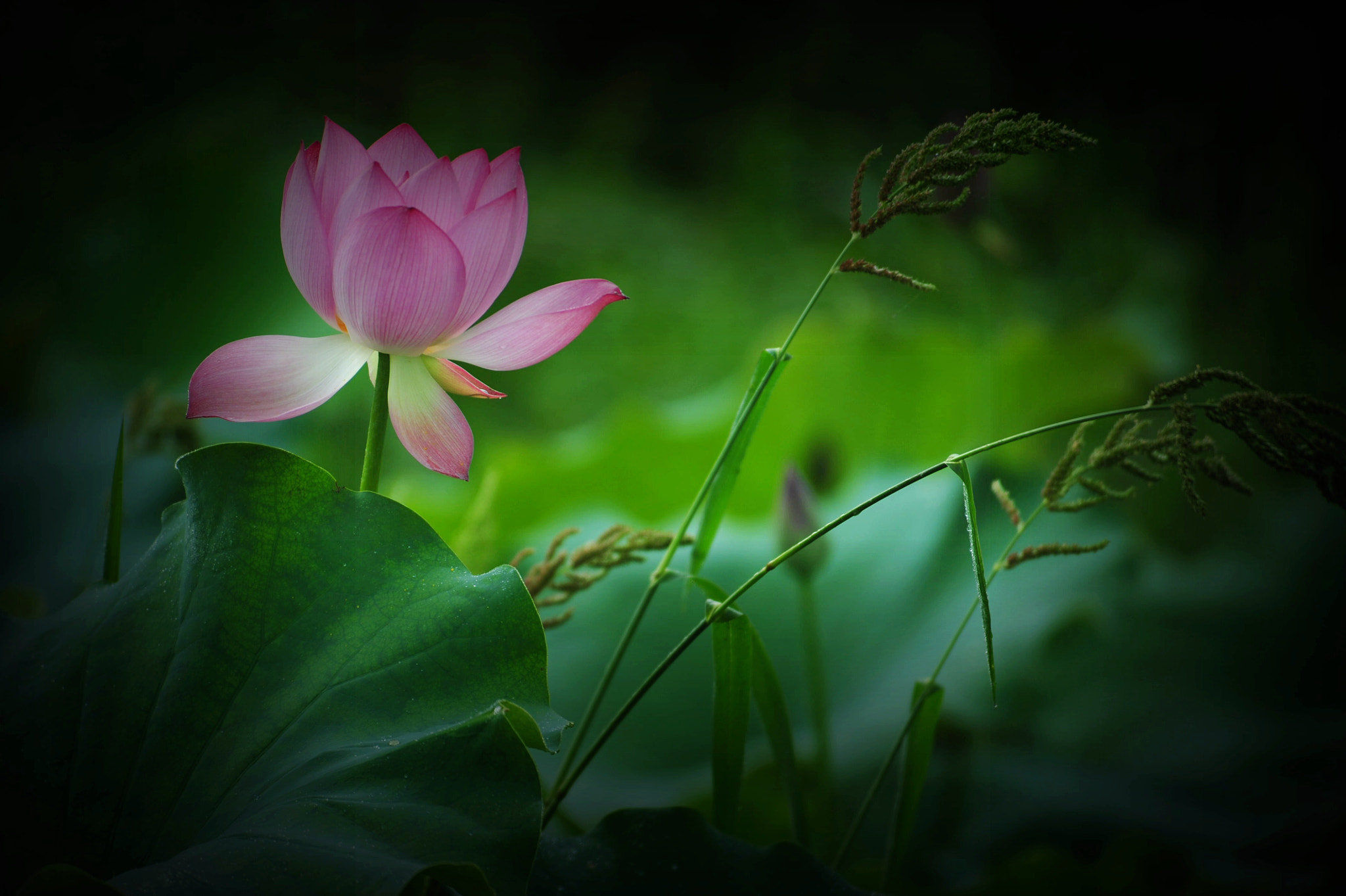 Nikon D3 sample photo. She is smiling photography