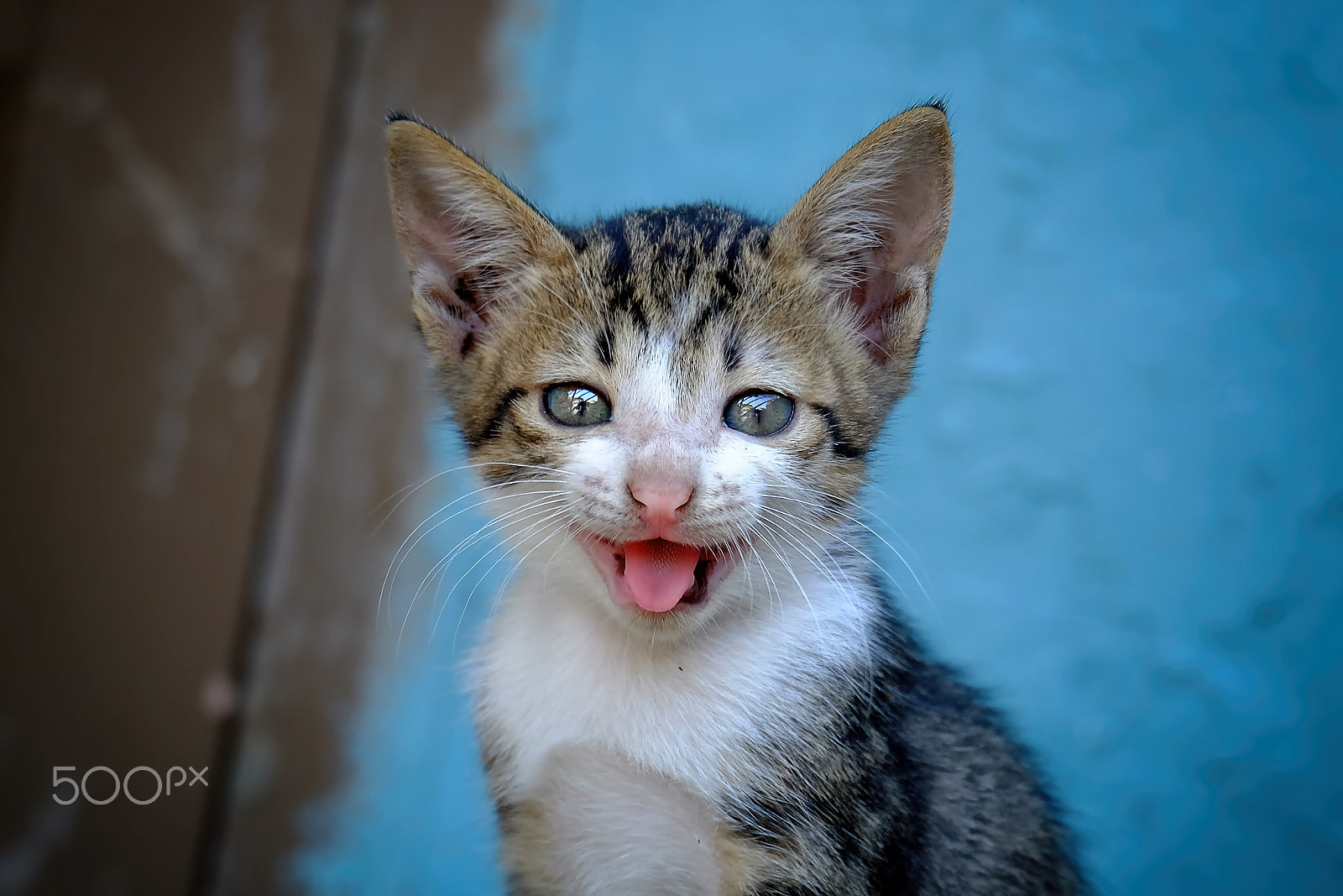 Fujifilm X-M1 + Fujifilm XC 50-230mm F4.5-6.7 OIS II sample photo. Smiling cat photography