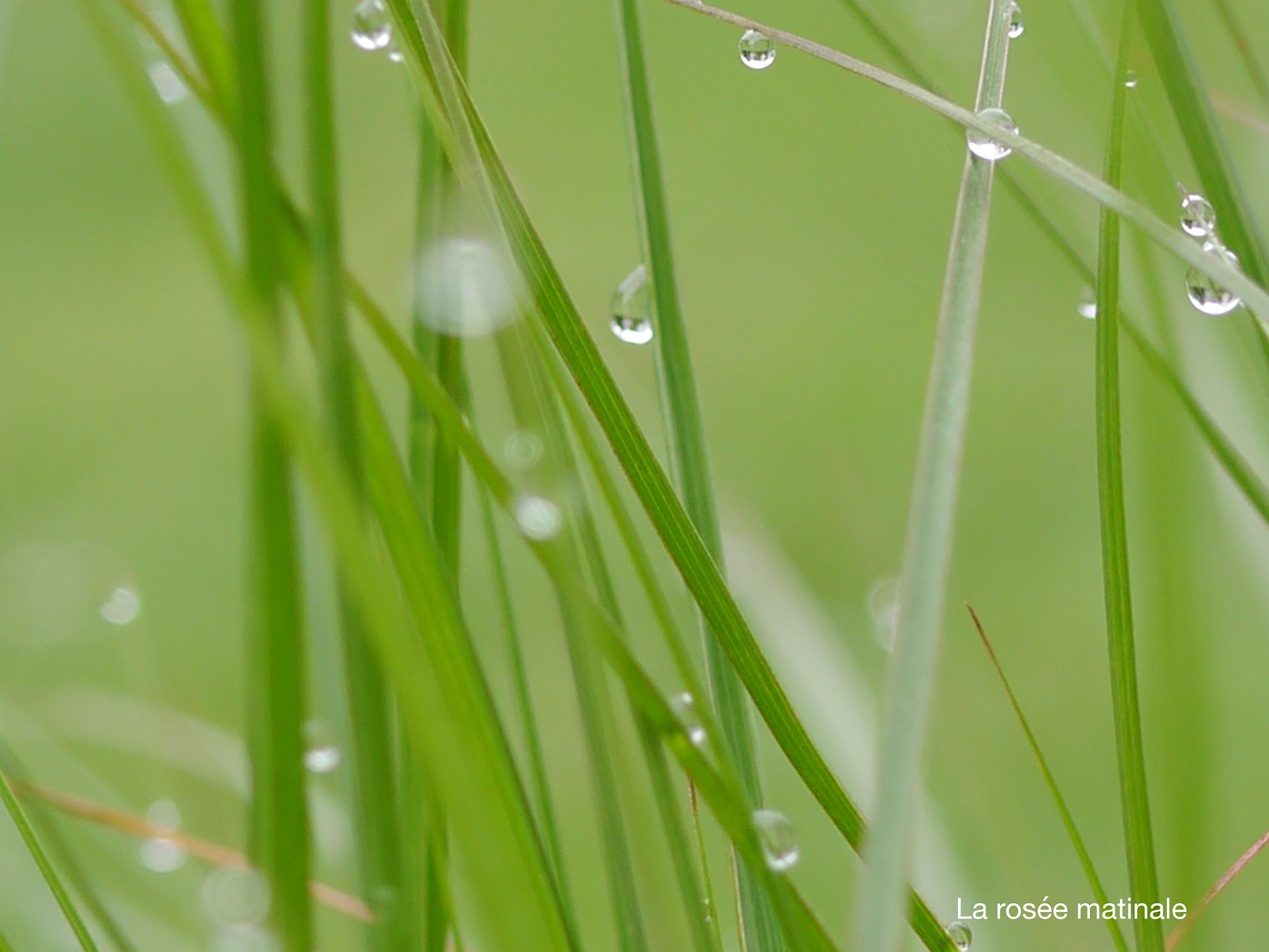 Panasonic Lumix G Macro 30mm F2.8 ASPH Mega OIS sample photo. La rosée photography