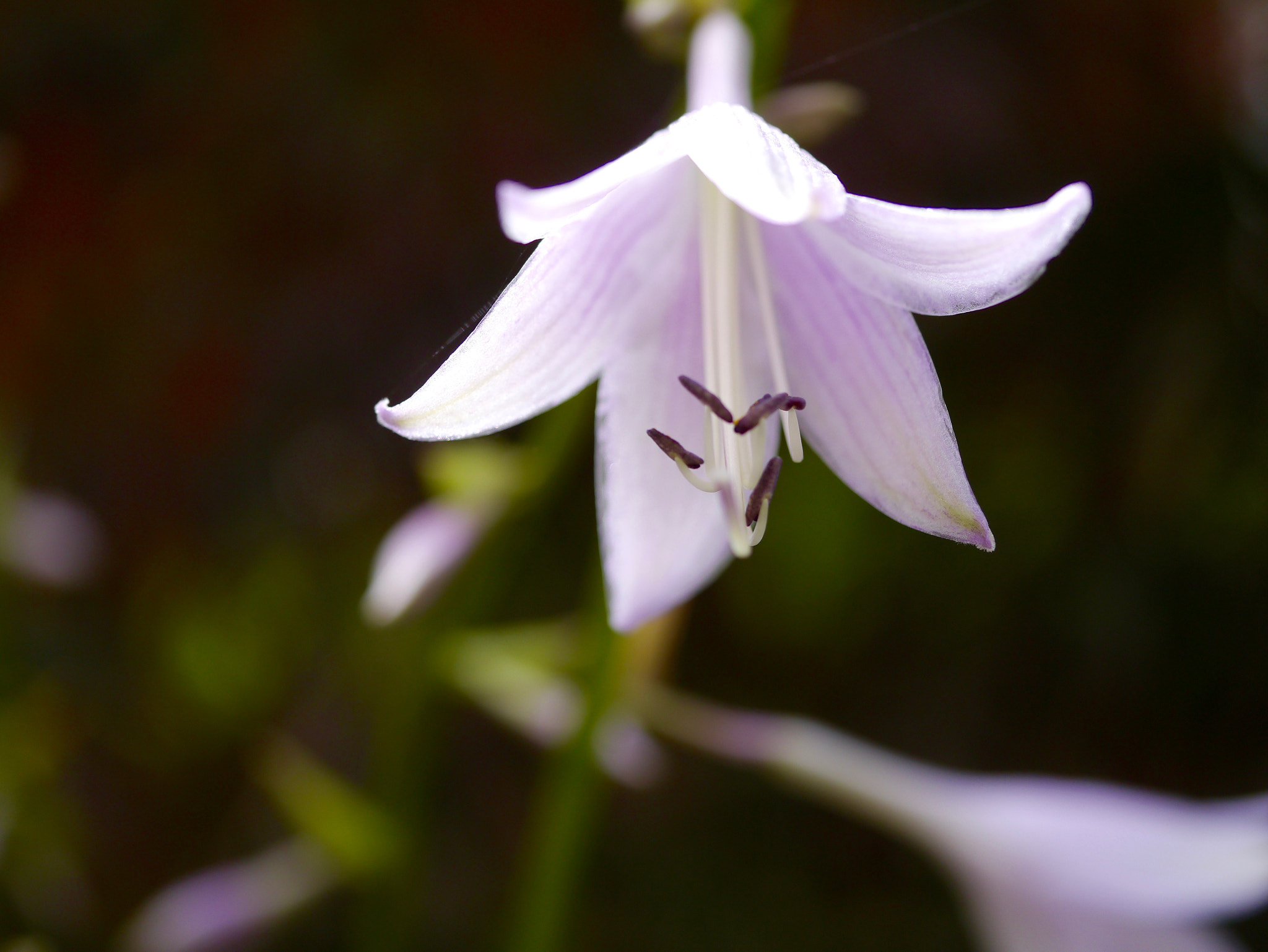 Panasonic Lumix DMC-GX1 + Panasonic Lumix G Macro 30mm F2.8 ASPH Mega OIS sample photo. Eclos photography